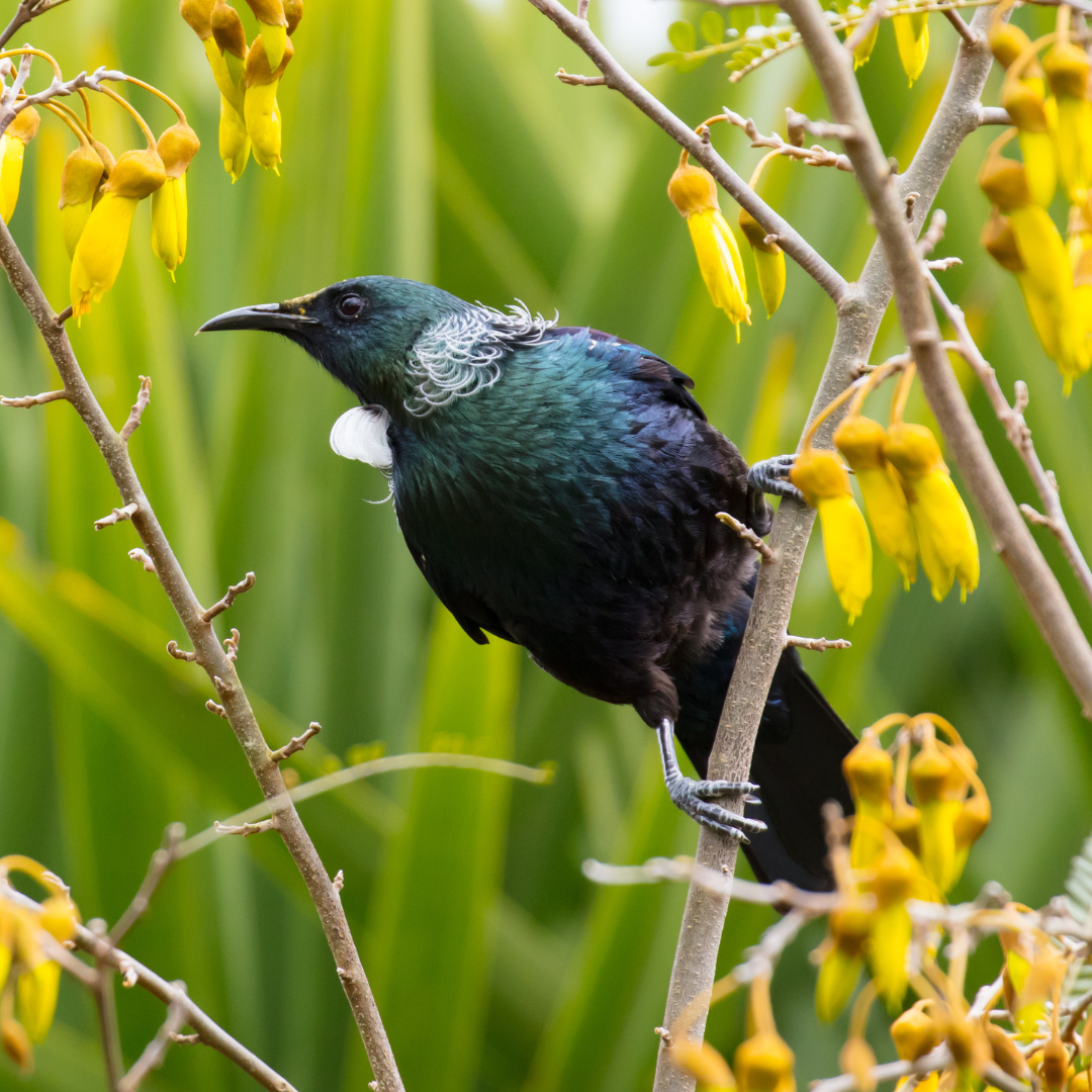 Tūī feeding from in a Kowhia tree