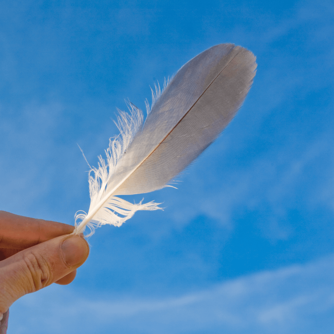 How to identify bird feathers - Discover Wildlife