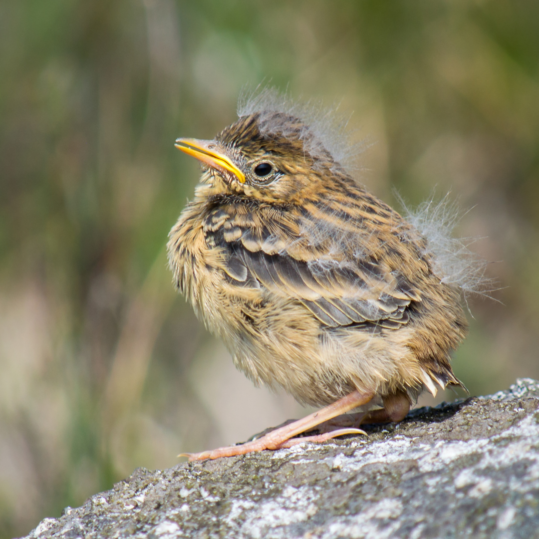 Fledgling Baby Bird | Kohab
