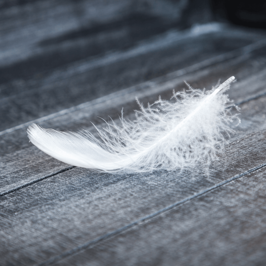 Bird feathers and how they work. — Kohab