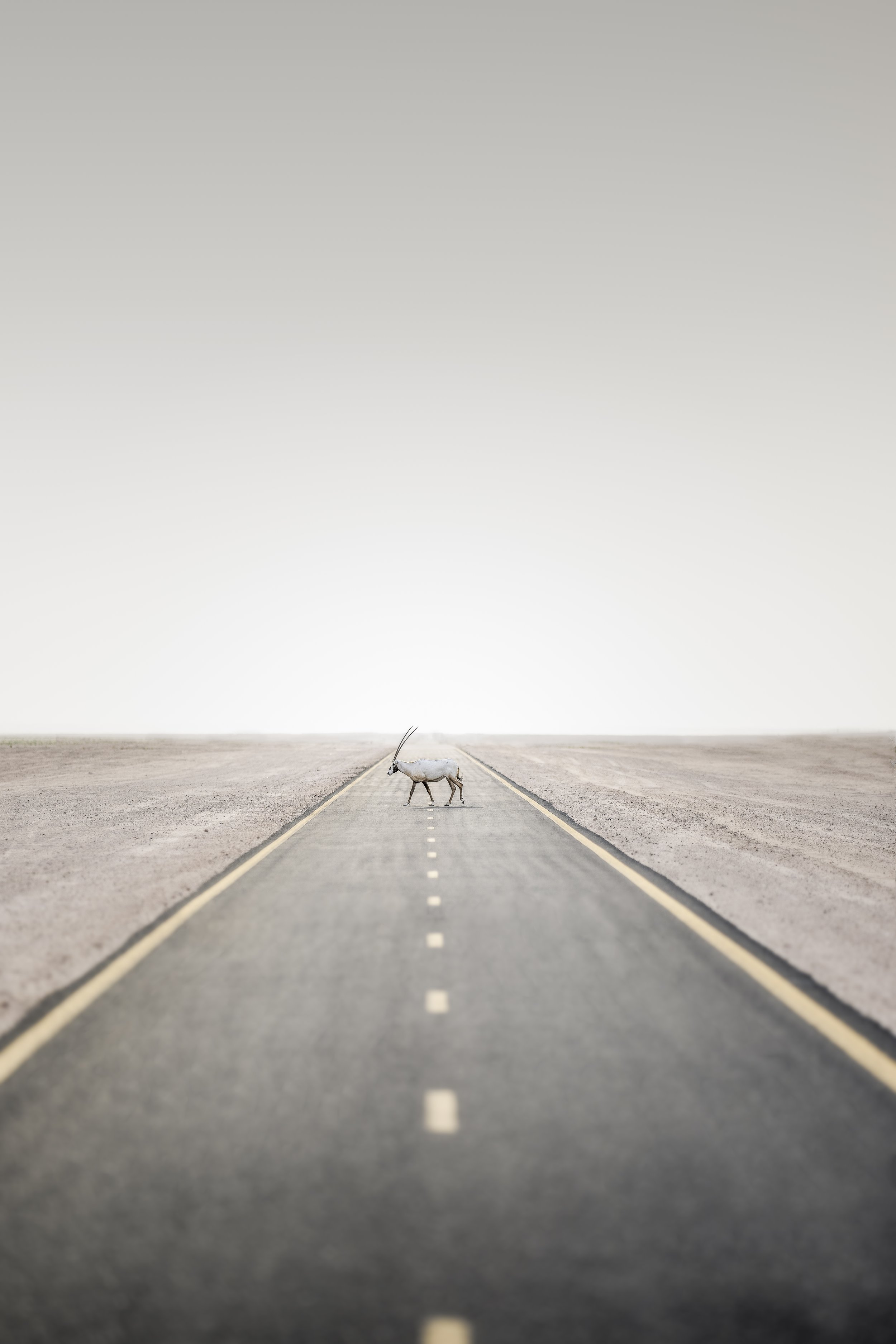The crossing_.jpg