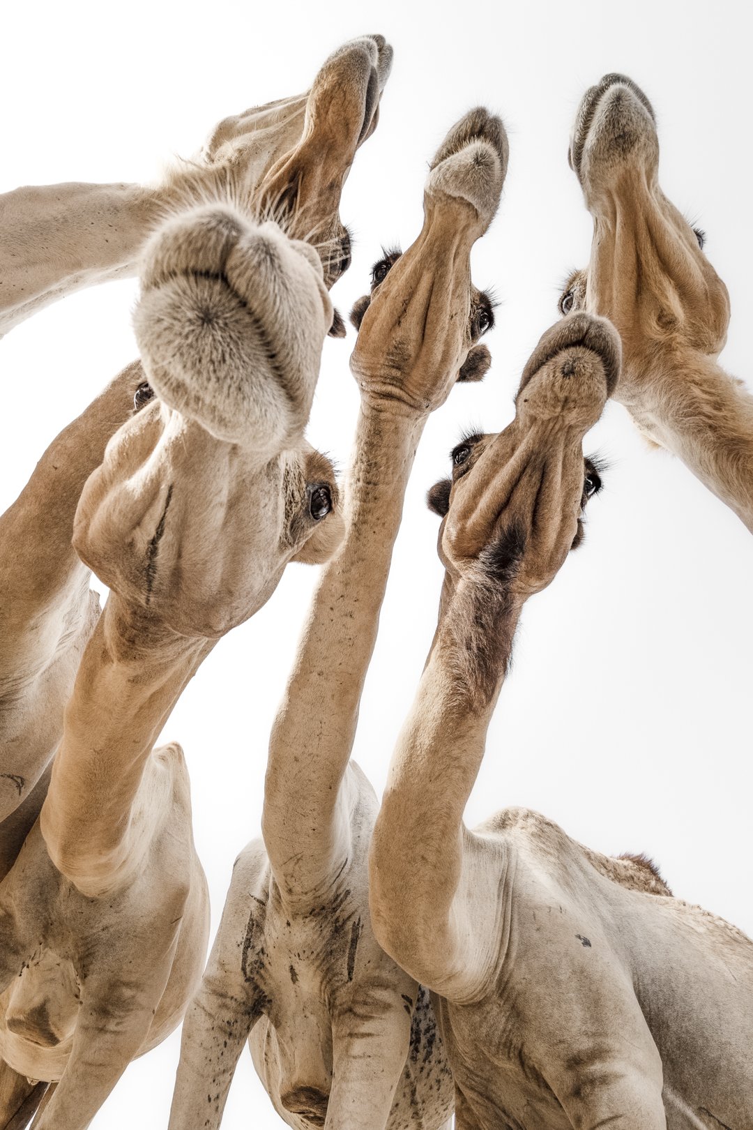 Curious 90cm x 135cm