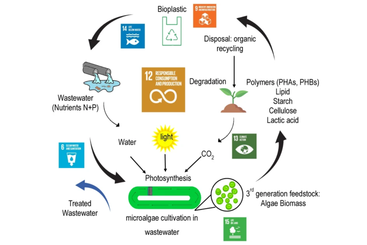 Algal-based bioplastics: global trends in applied research, technologies, and commercialization