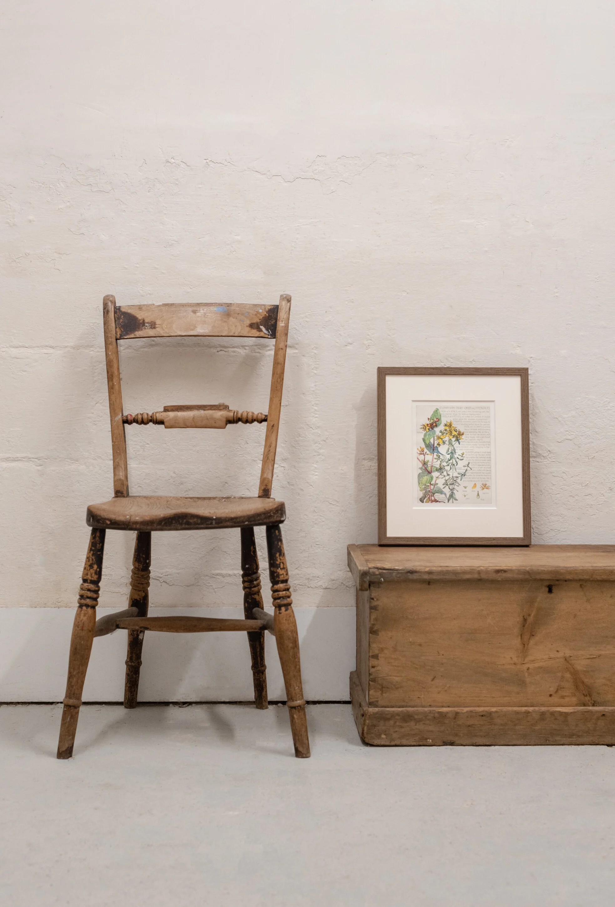 Mounted and Framed Isabel Adams, Vintage Flower Illustration