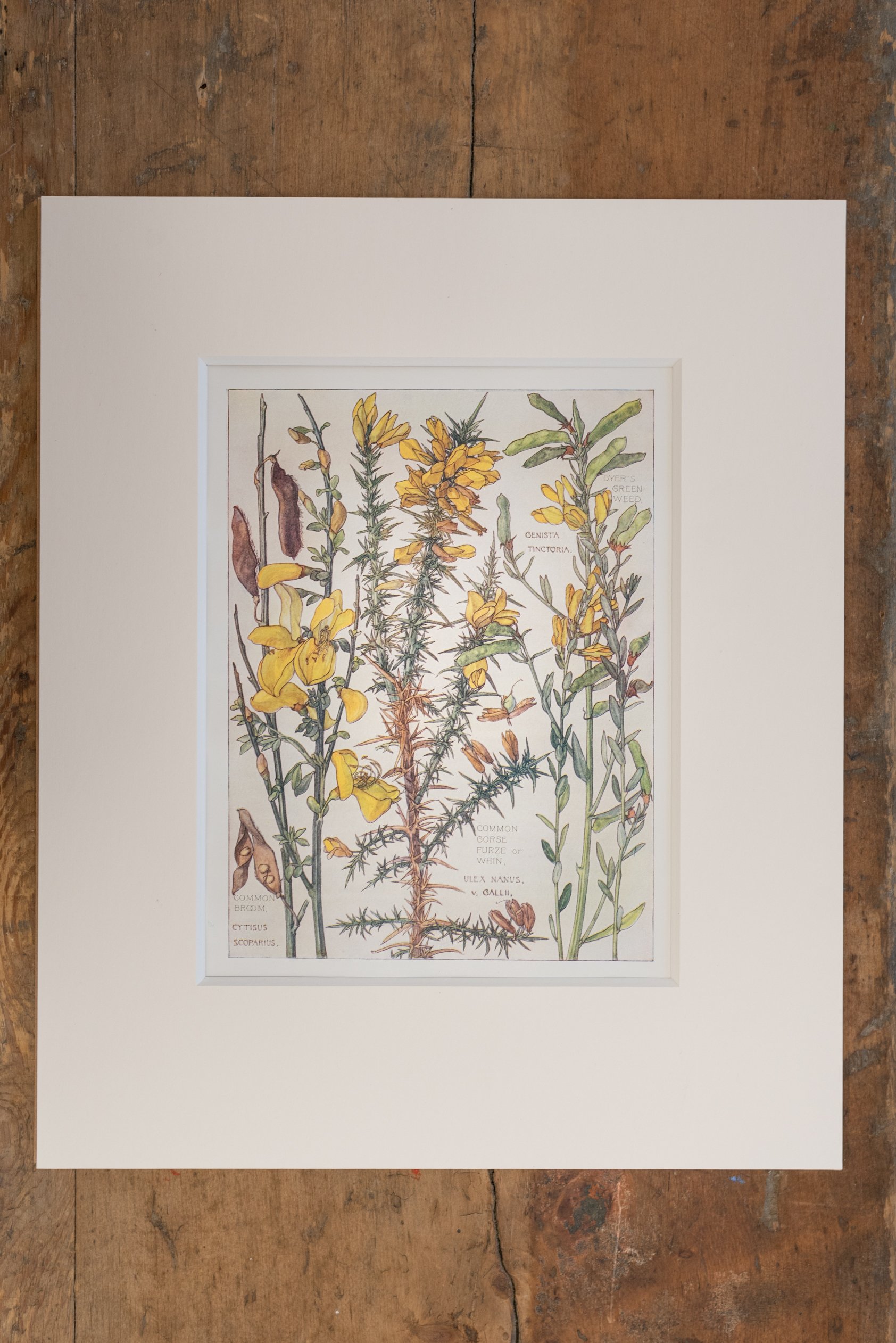 Plate32 Gorse 2.jpg