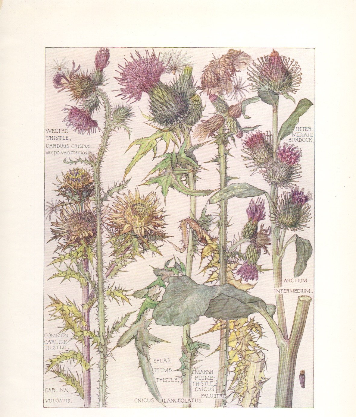 Plate71 thistle 1.jpeg