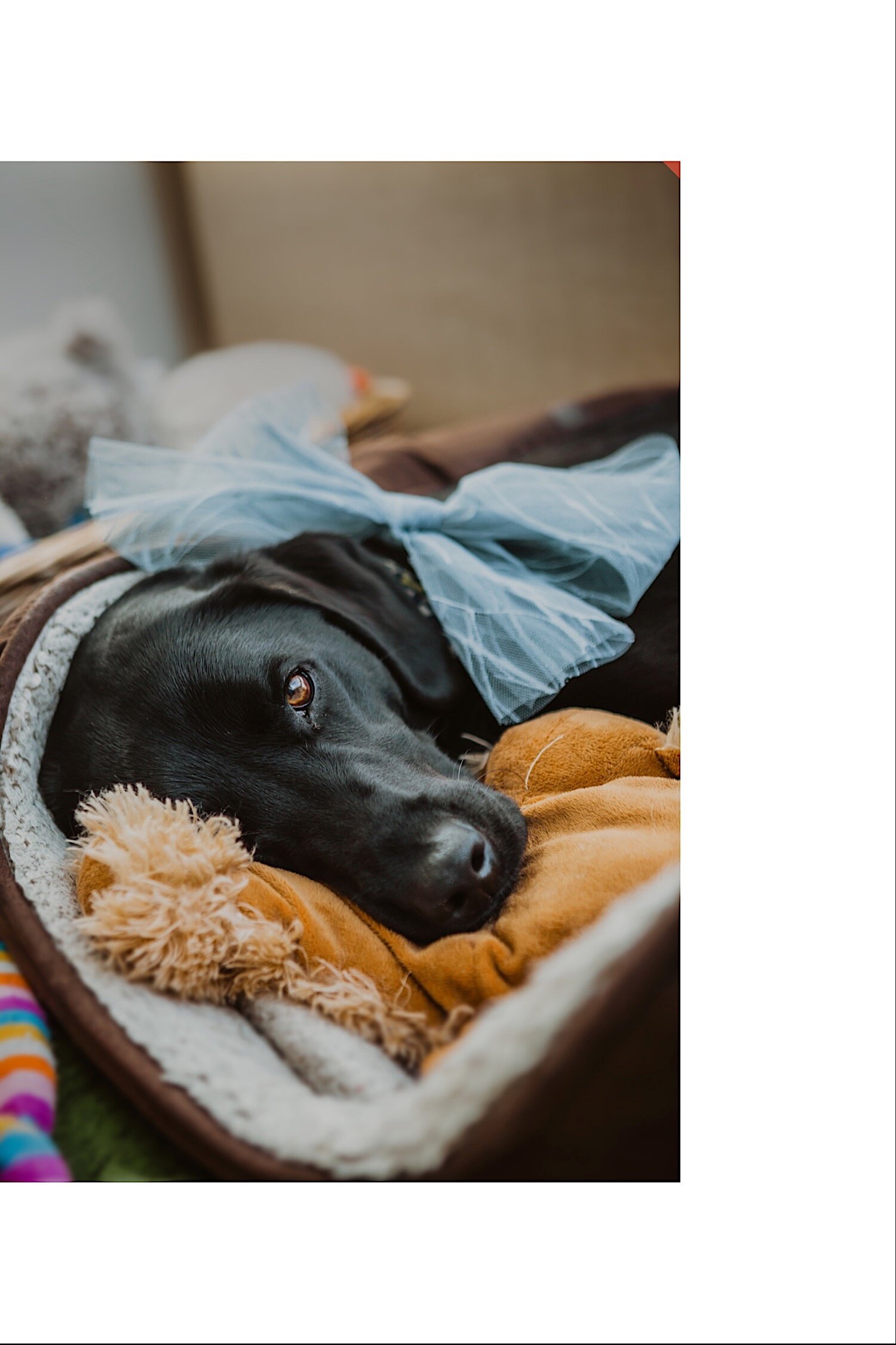 013_TWS-145_pup_pet_photography_blacklab_abbey_buckinghamshire_dog_missenden_wedding.jpg