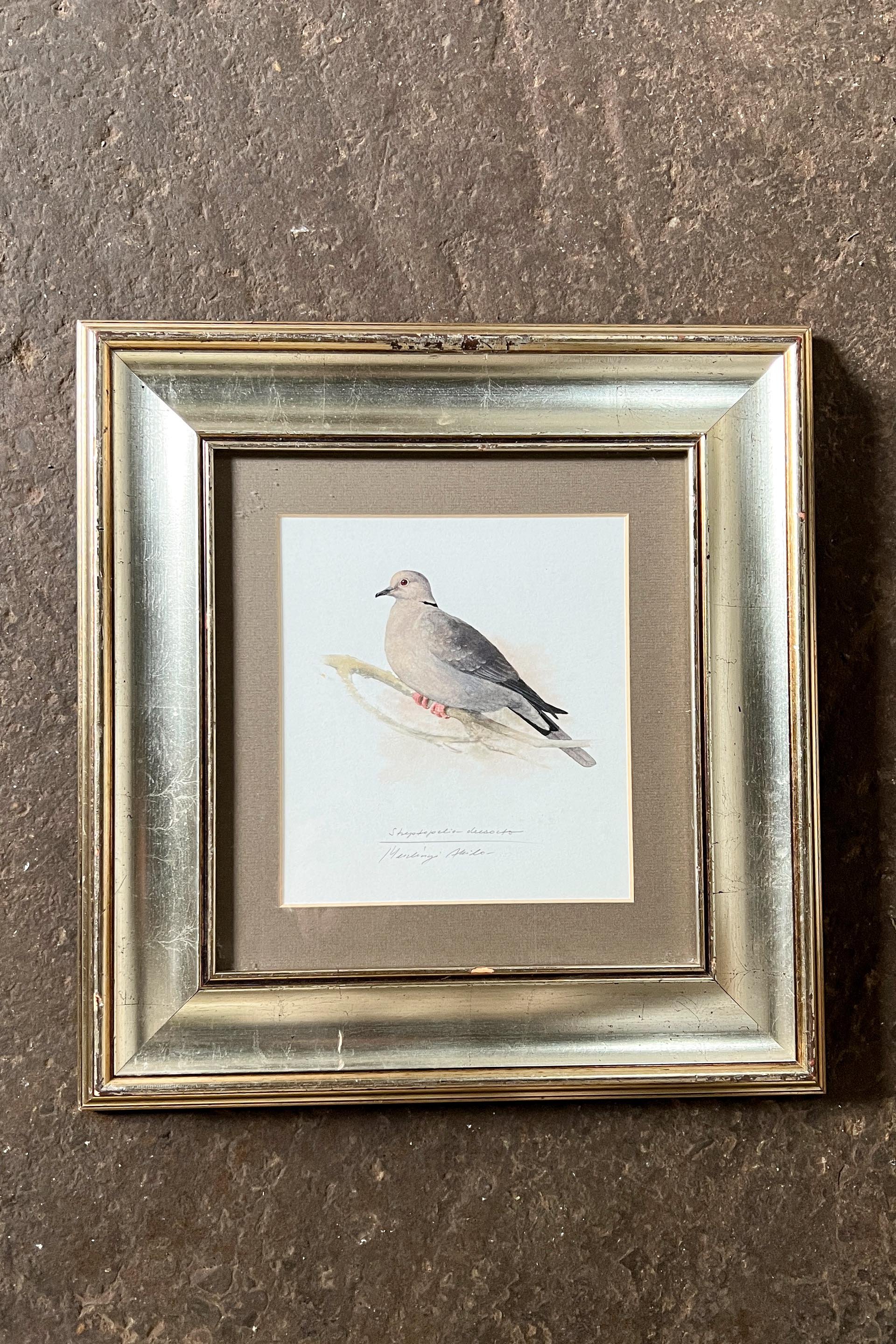 pigeon pic2.jpg