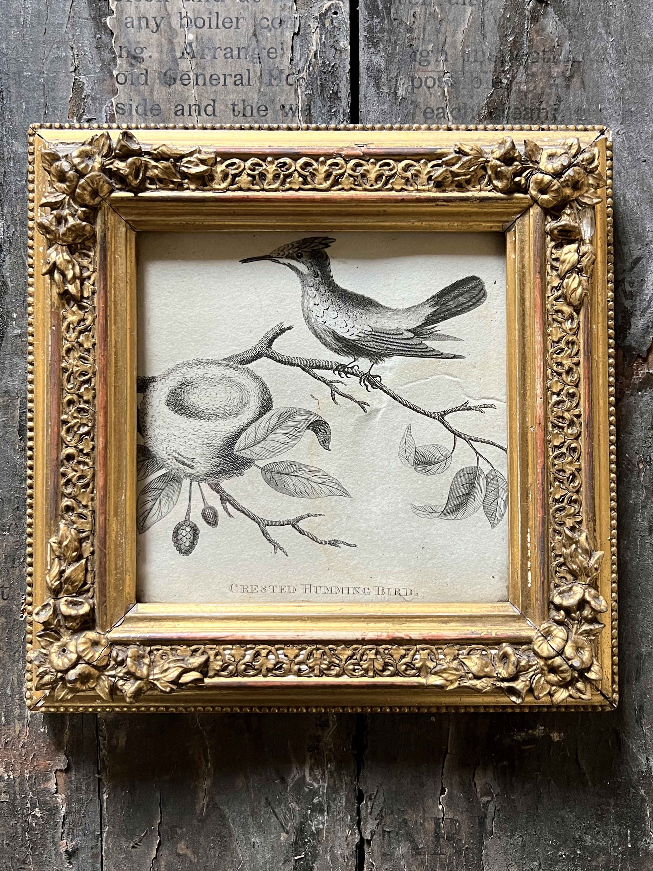 bird hum4.jpg