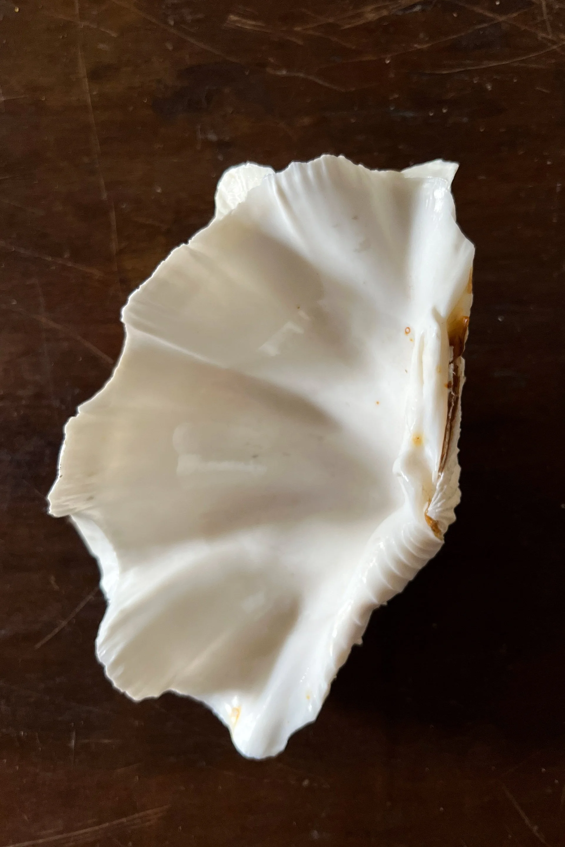 clam26.2.jpg