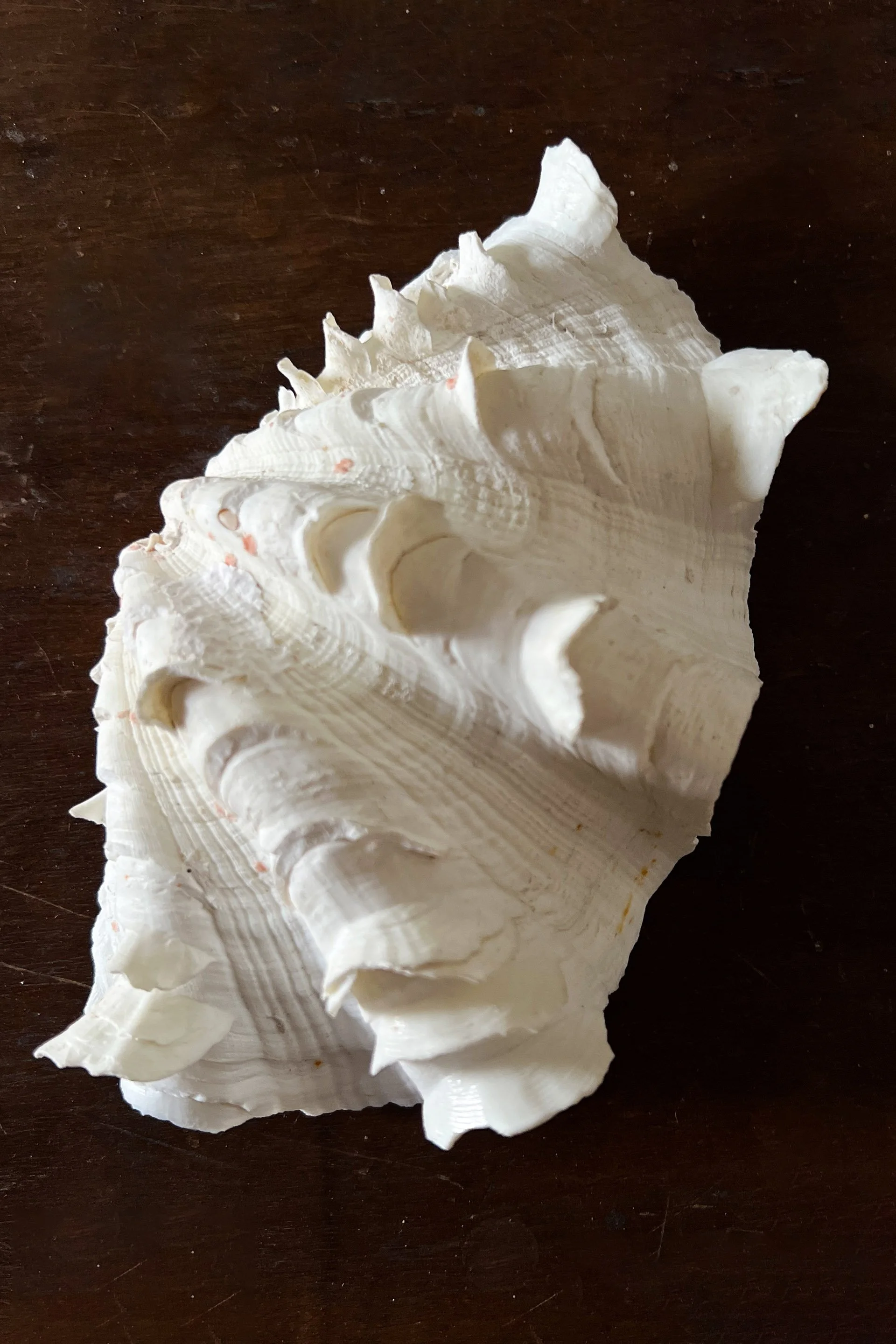 CLAM26.jpg