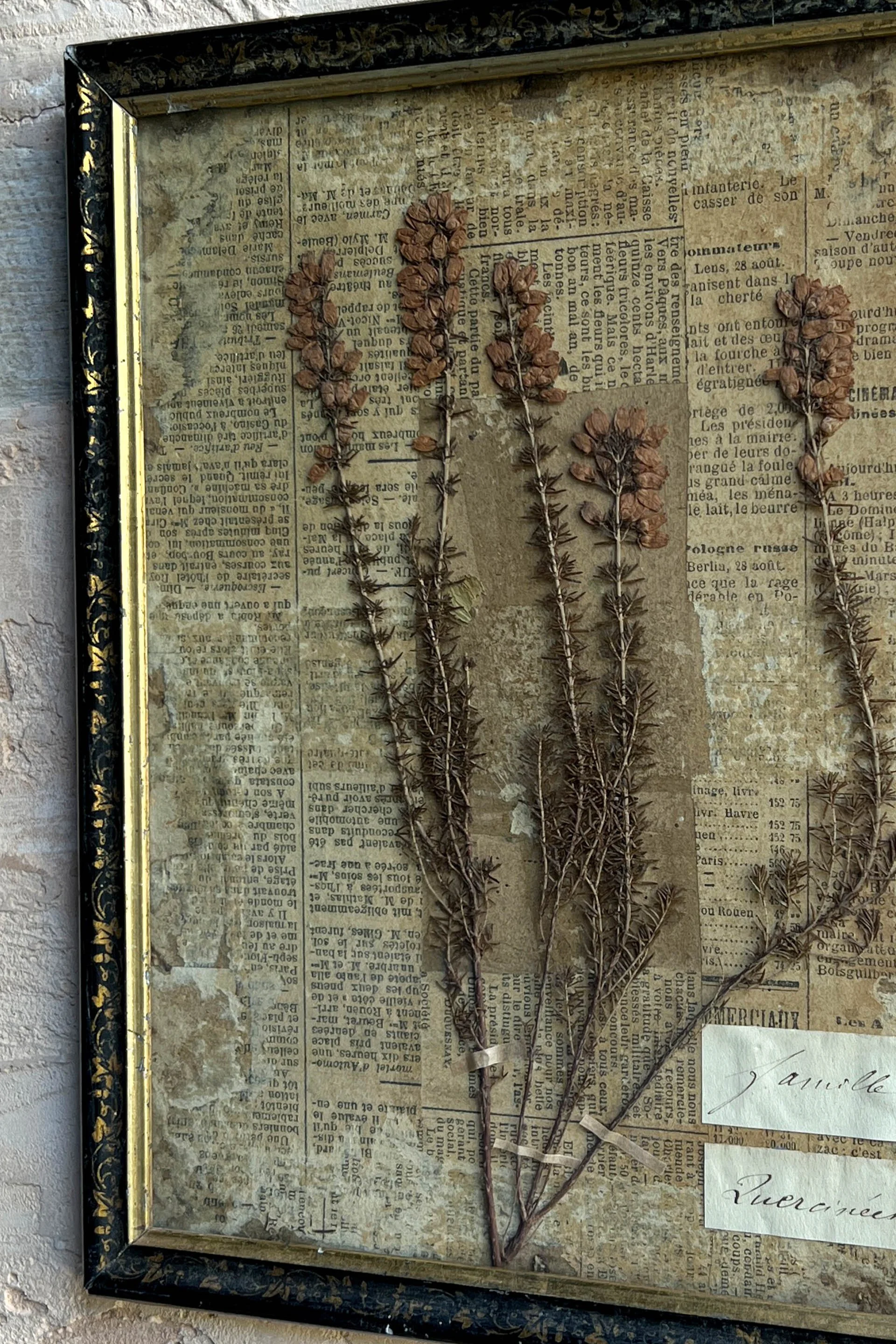 herbier news6.jpg