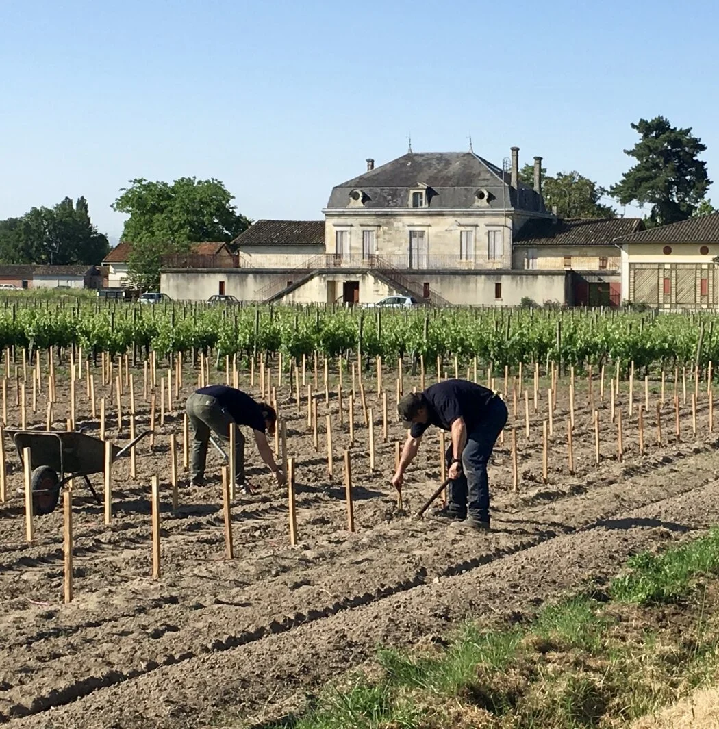 Plantation de Cabernet Franc au Château Trianon