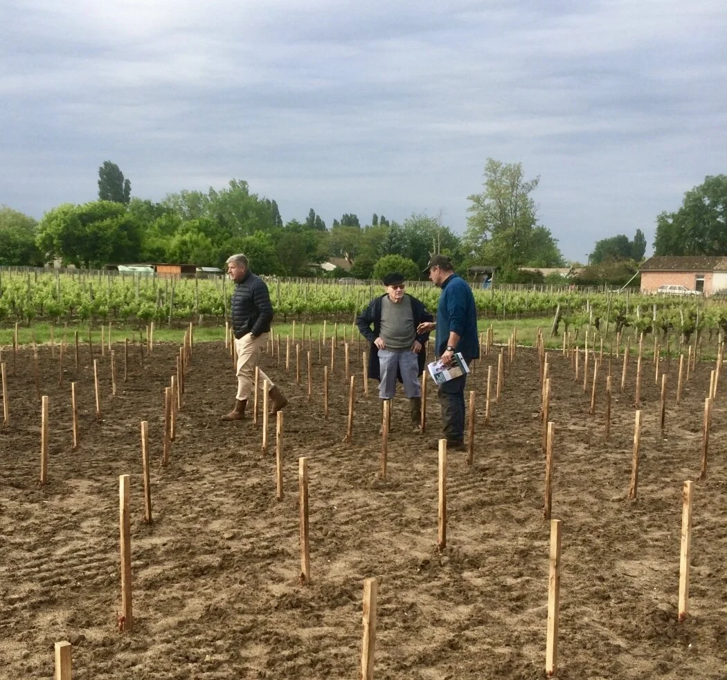Contrôle des plantations de Cabernet Franc