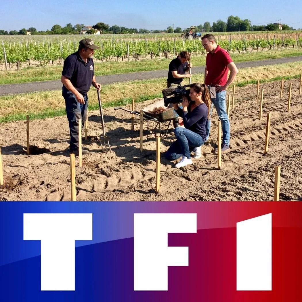Reportage de TF1 pendant les plantations de Cabernet Franc au Château Trianon