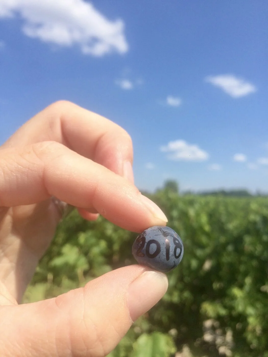 Les vendanges 2018 approchent!