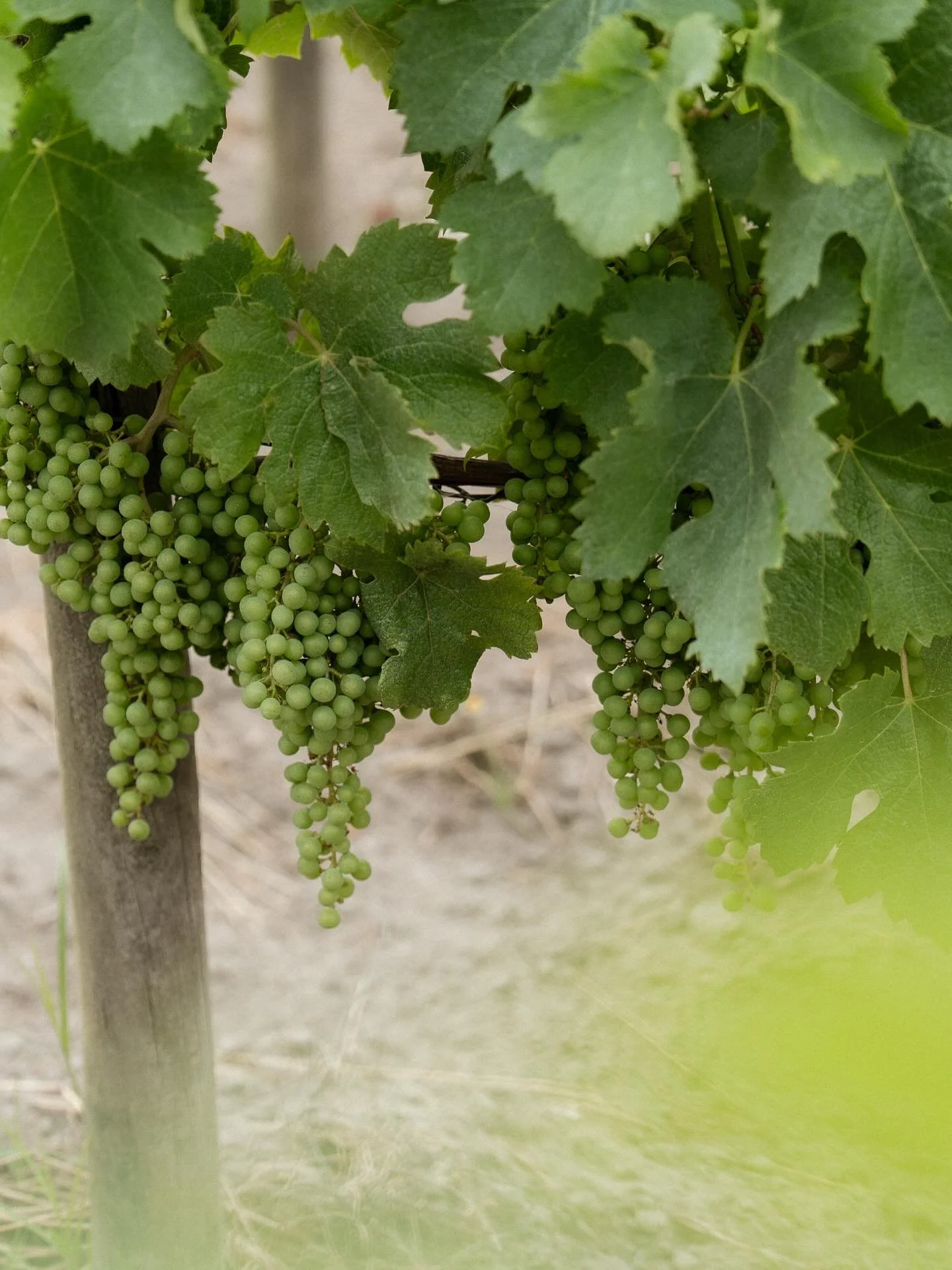 Hello, vintage 2025.
Tiny grapes today, great wines tomorrow.
The journey has just begun.