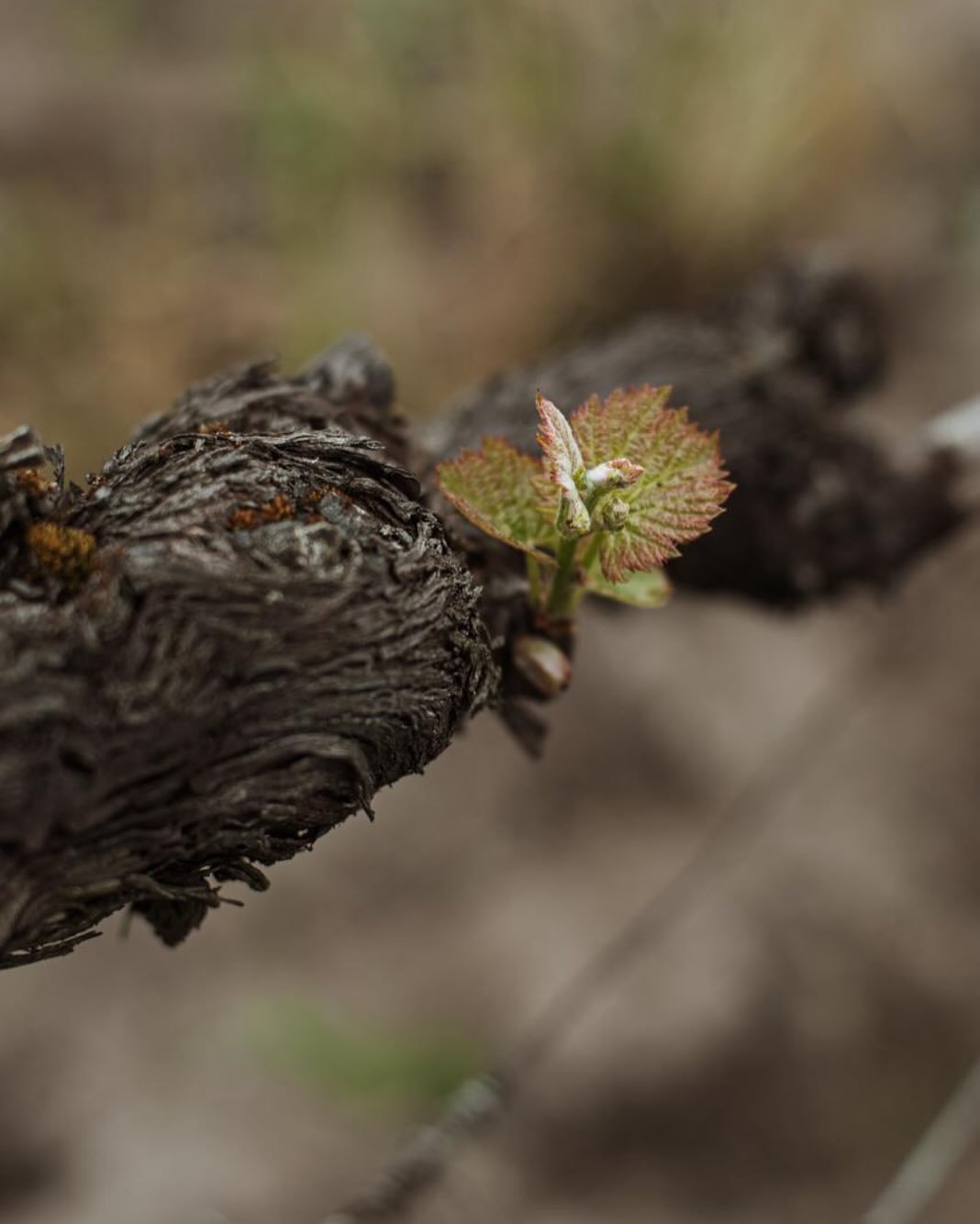 The beginning of 2025 vintage!
Spring is finally here.