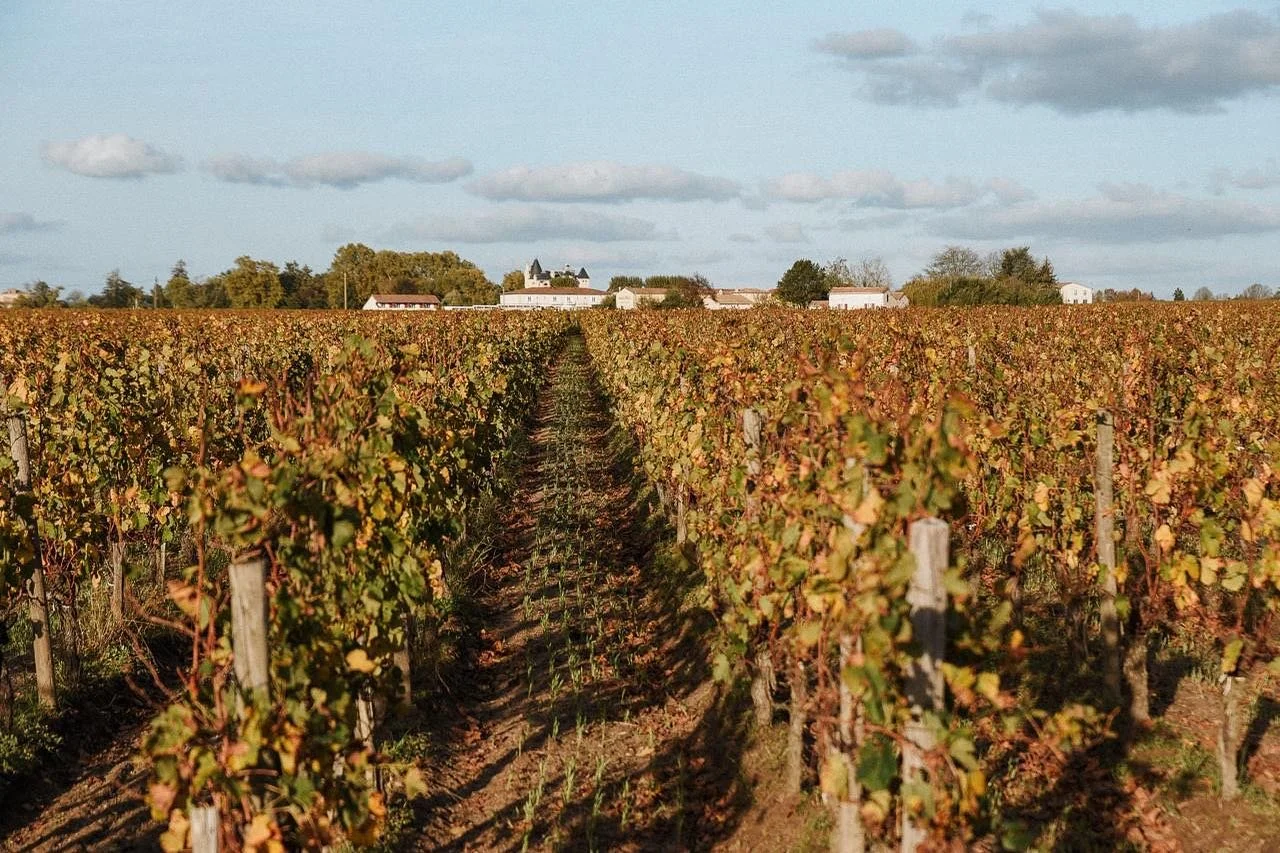 After this big year, the vineyard deserve a break well earned. Let&rsquo;s enjoy the beautiful colors of fall.