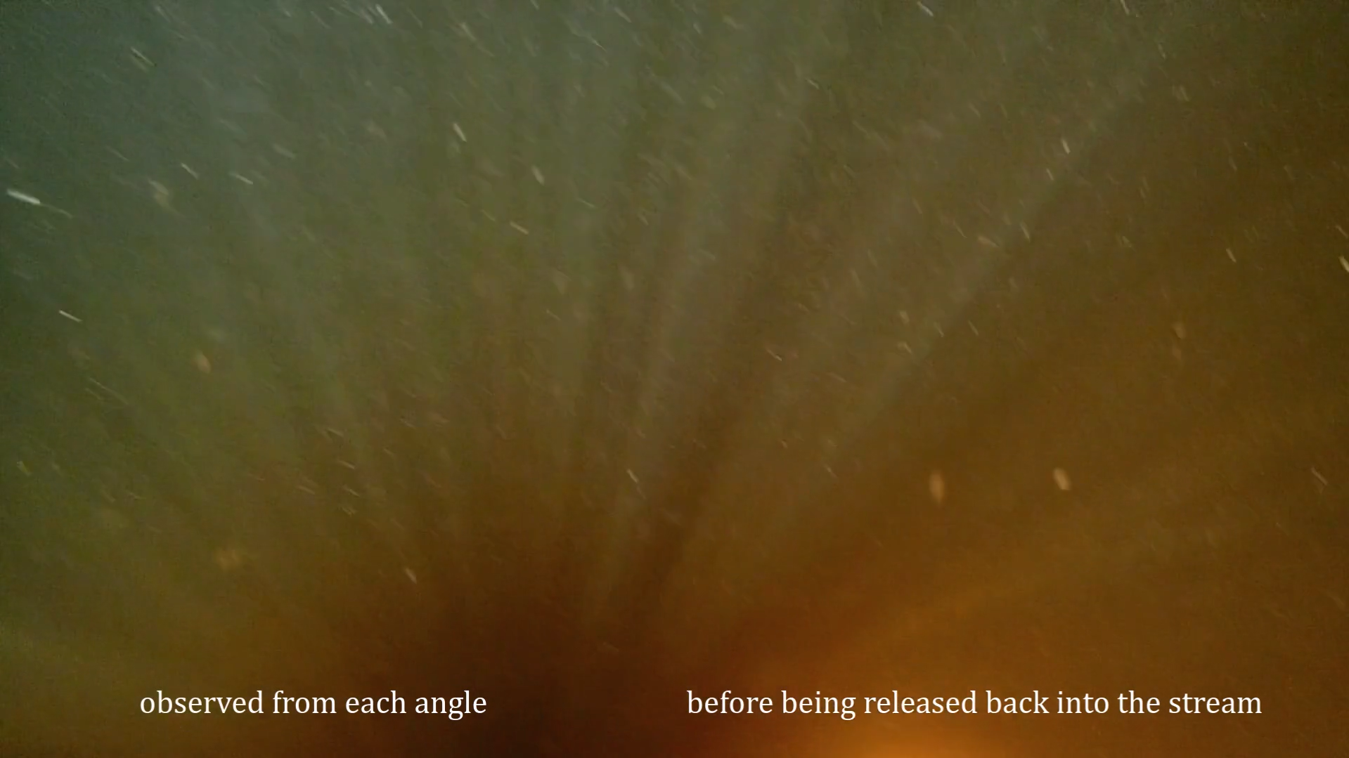 and the current moves us: A video response to Enxhi Mandija's 'River Bodies'