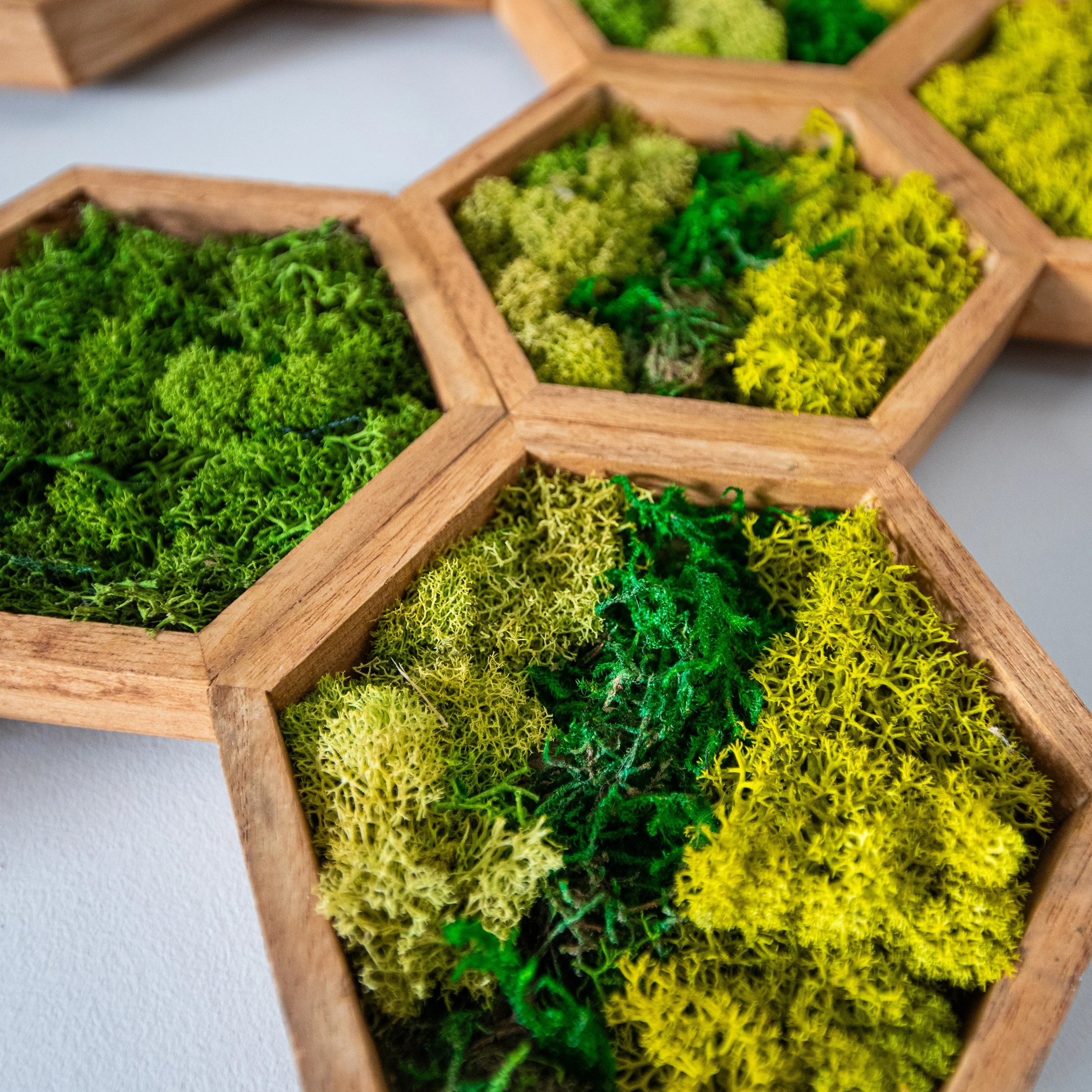 moss close up-1.jpg
