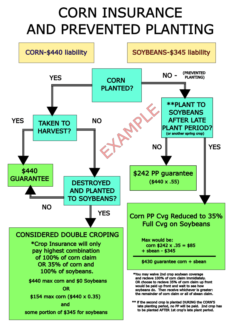 2026 Drought Affected Corn and Crop Insurance