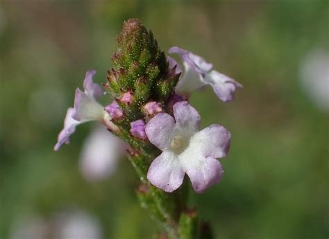 Nahaufnahme der lila Bachblüte Nr. 31, Eisenkraut (Vervain) mit unscharfem Hintergrund.