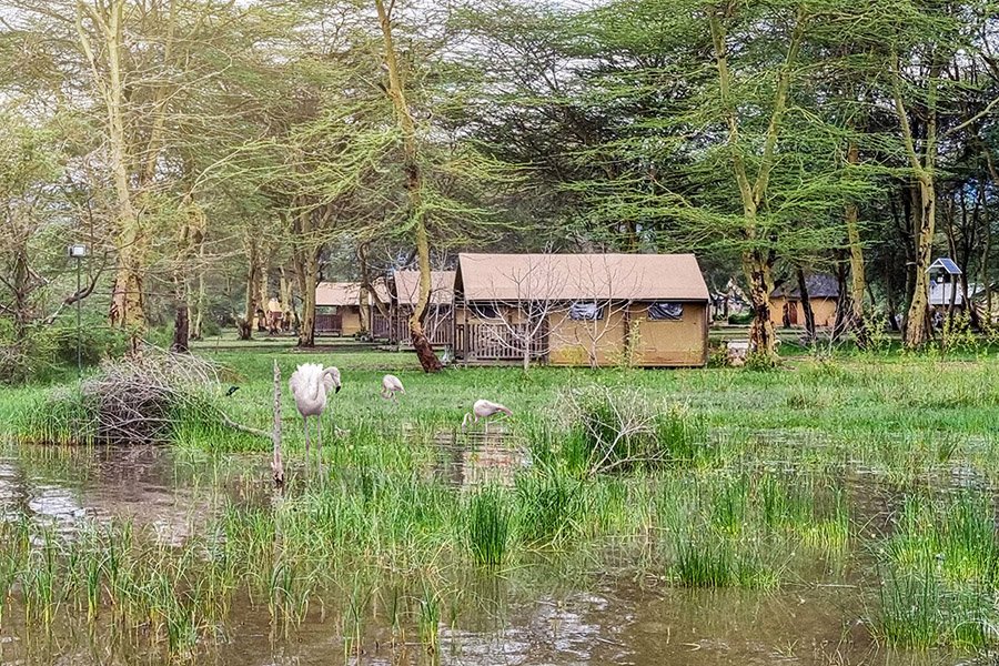 Lake-Manyara-Flamingos-01.jpeg