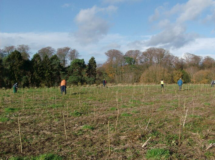 Thames Chase - skylark
