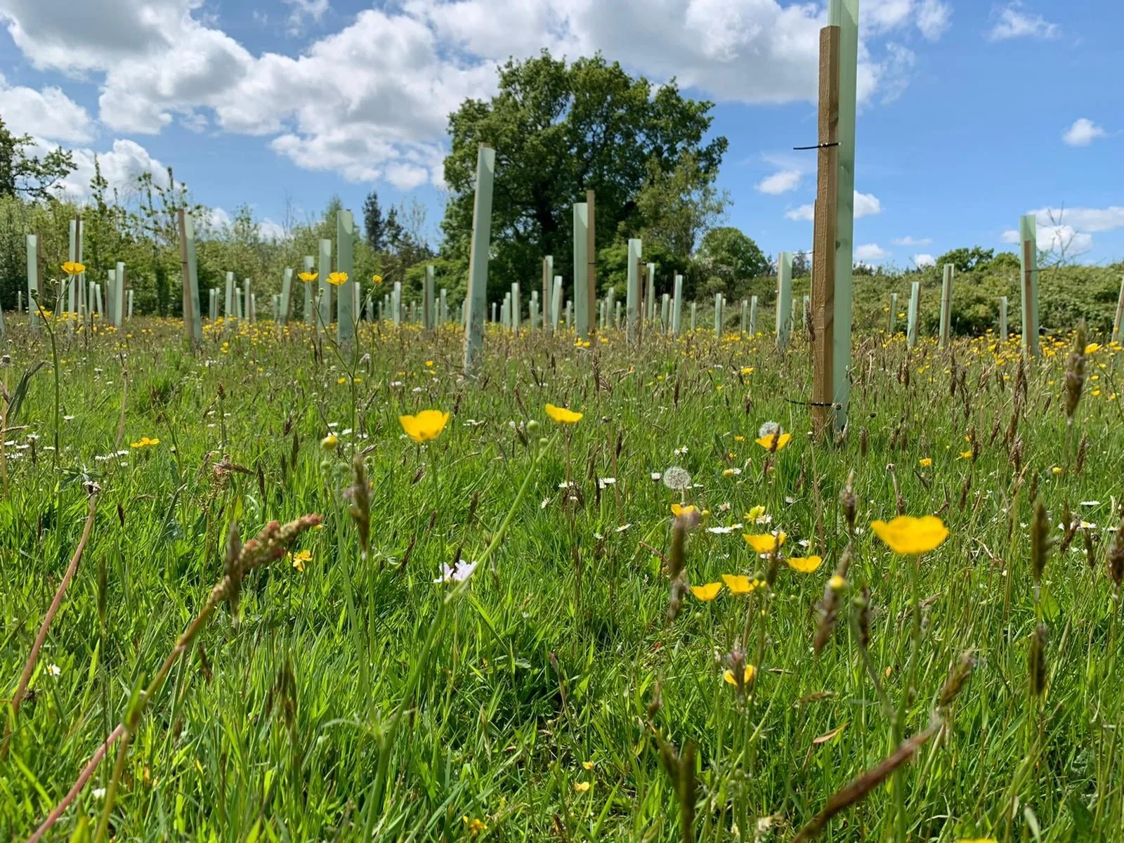 Trees for Climate Jubilee Field, Huntington, Chester — England's
