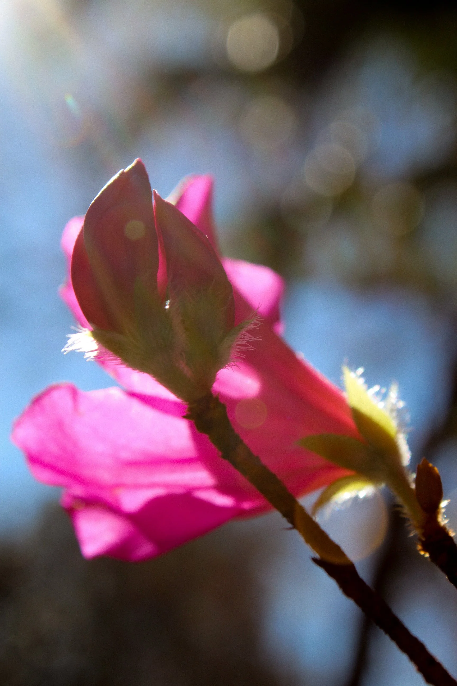 Close-up of a pink flower bud starting to bloom with sunlight filtering through it.