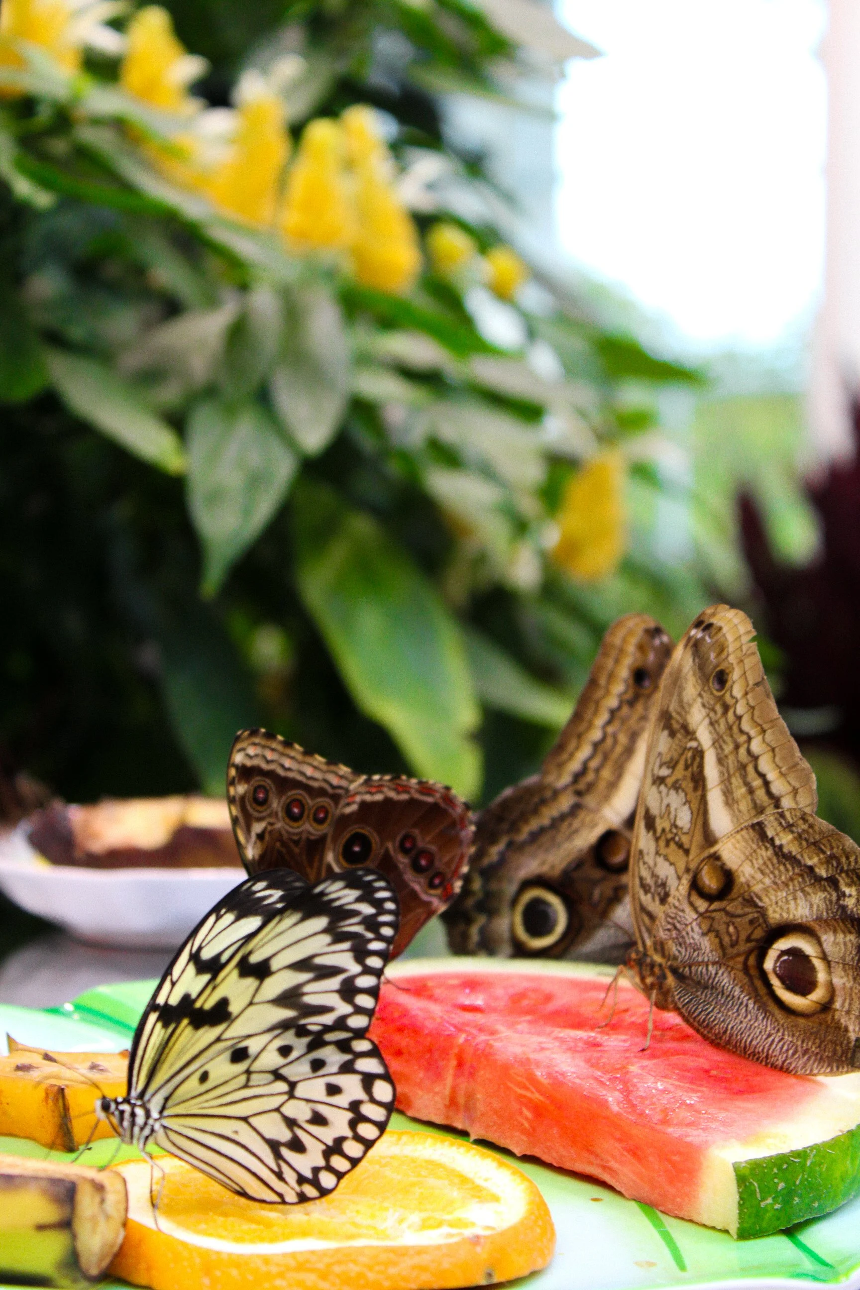 Several butterflies resting on slices of watermelon, oranges, and banana, with green leafy plants and yellow flowers in the background.