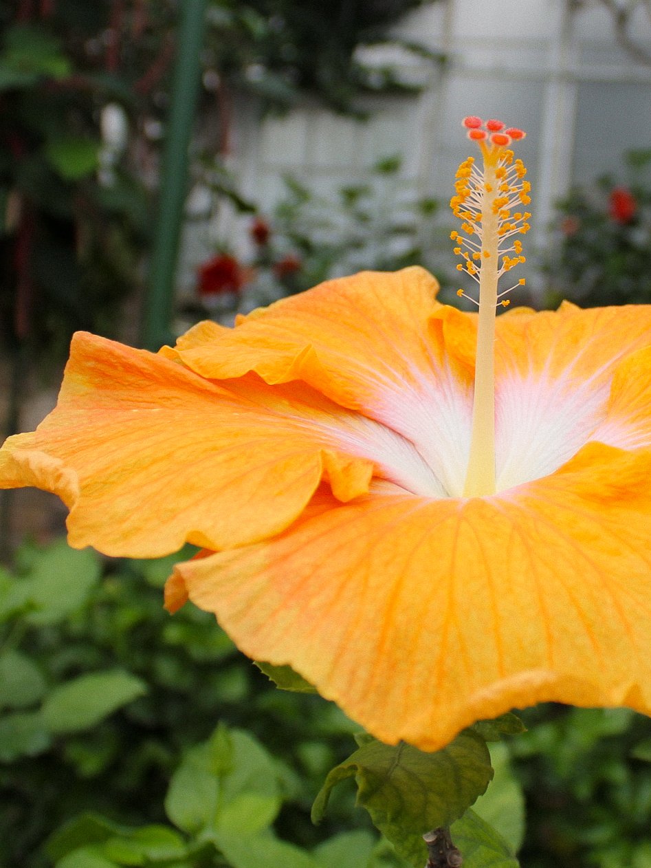 Close-up of an orange hibiscus flower with prominent pistil and stamen, green leaves in background.