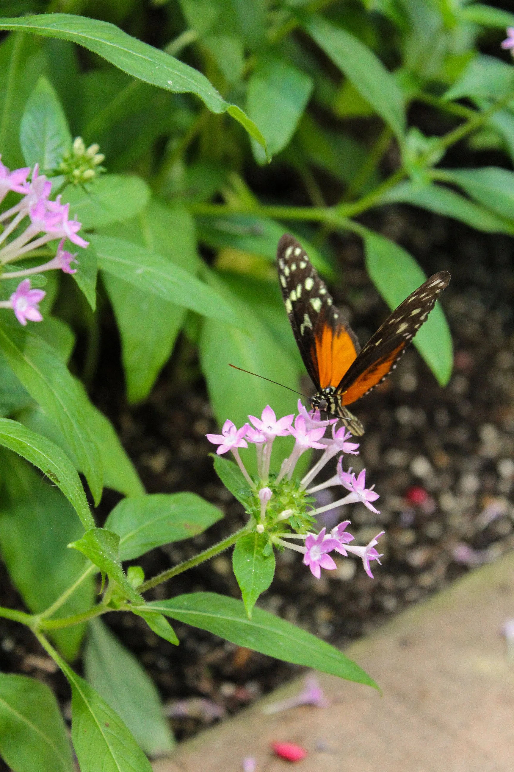 A butterfly with orange, black, and white wings perched on small pink flowers surrounded by green leaves.