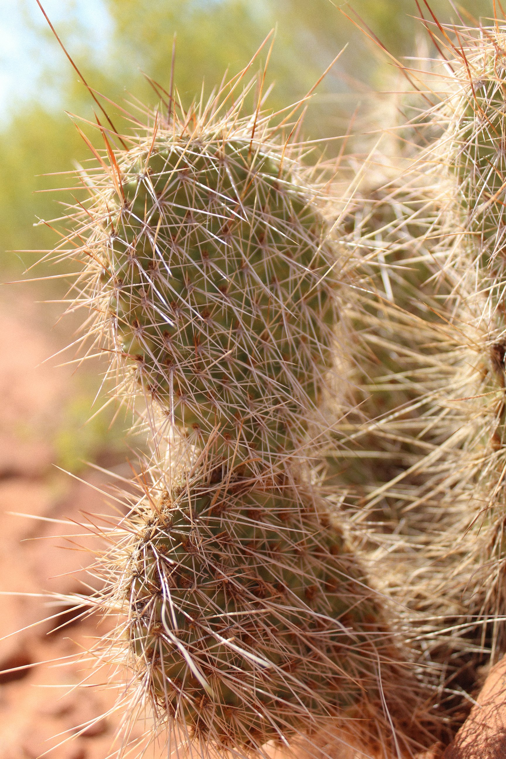 Close-up of a cactus with sharp spines.
