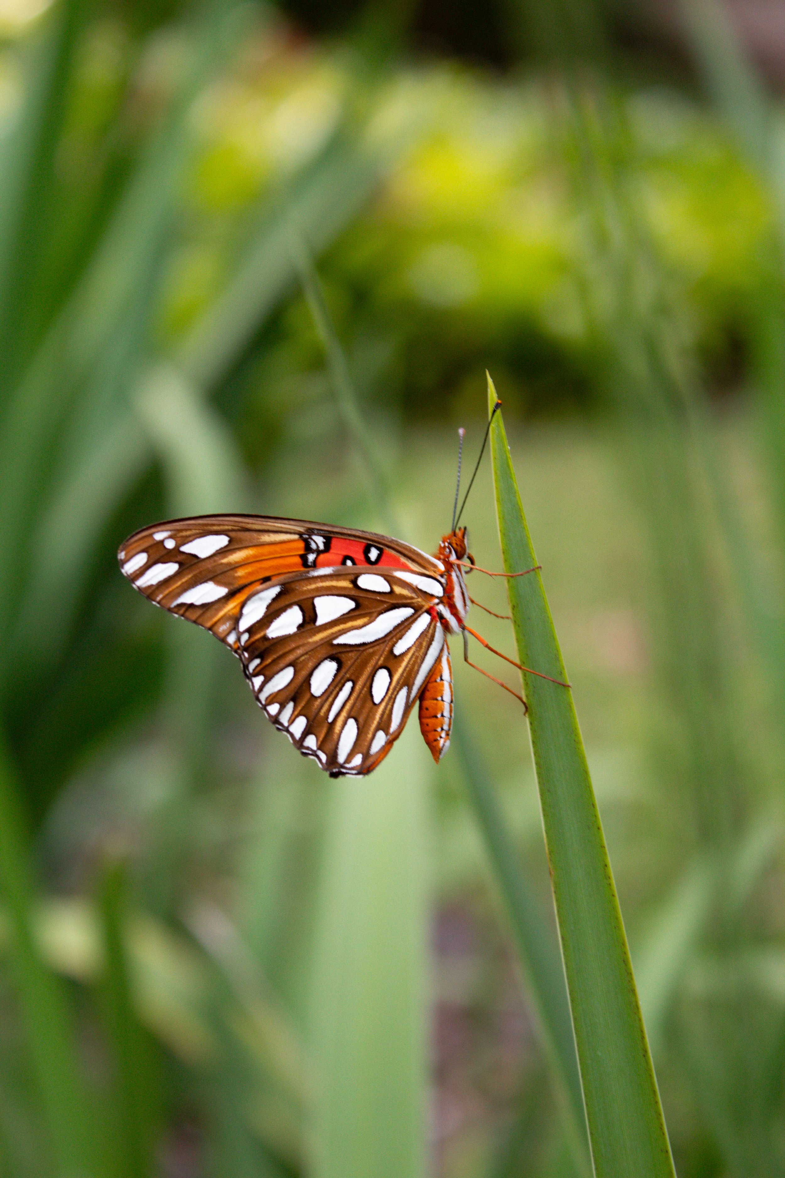 A butterfly perched on a green blade of grass in a natural outdoor setting with blurred green foliage in the background.