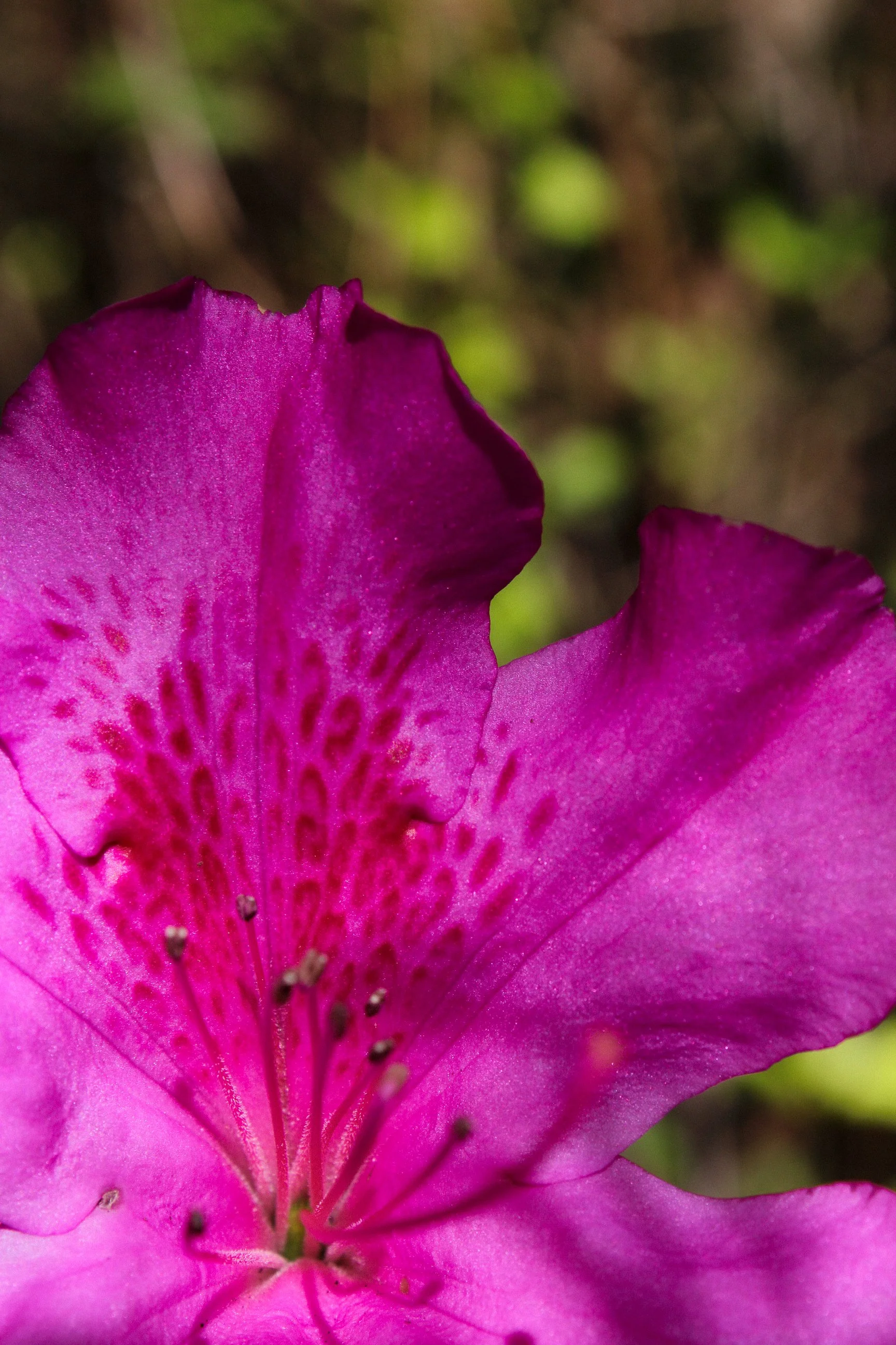 Close-up of a pink and purple flower with detailed petals and stamens, with a blurred green and brown background.