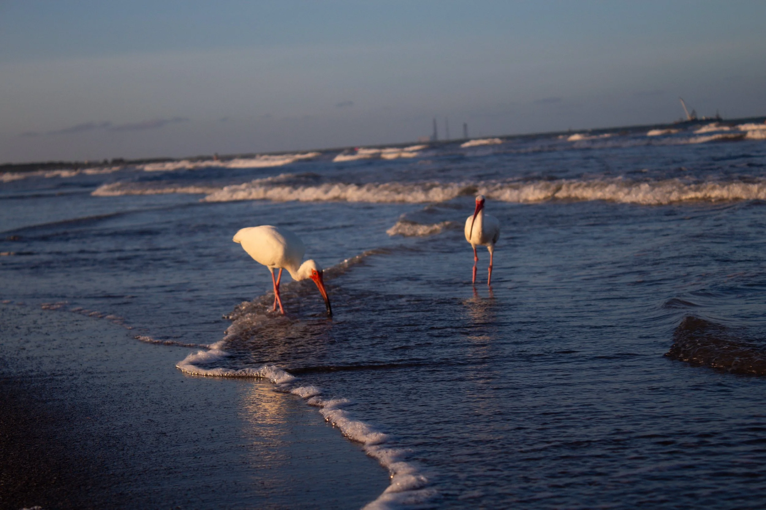 Two white storks with long beaks and pink legs wading in shallow ocean water near the shoreline at sunset, with waves and a distant horizon.