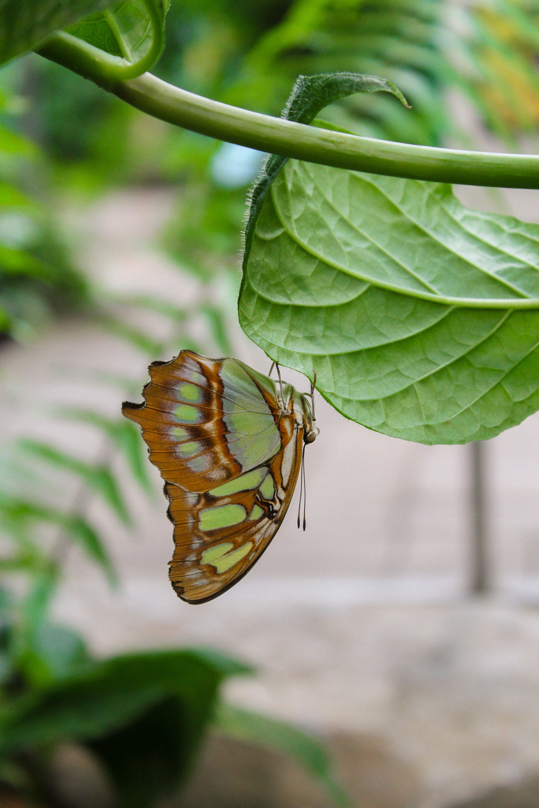 A butterfly clings upside down on a green leaf in a natural environment.