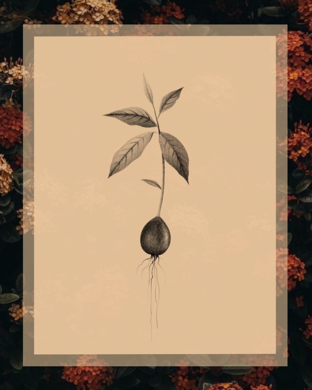 Avocado seed