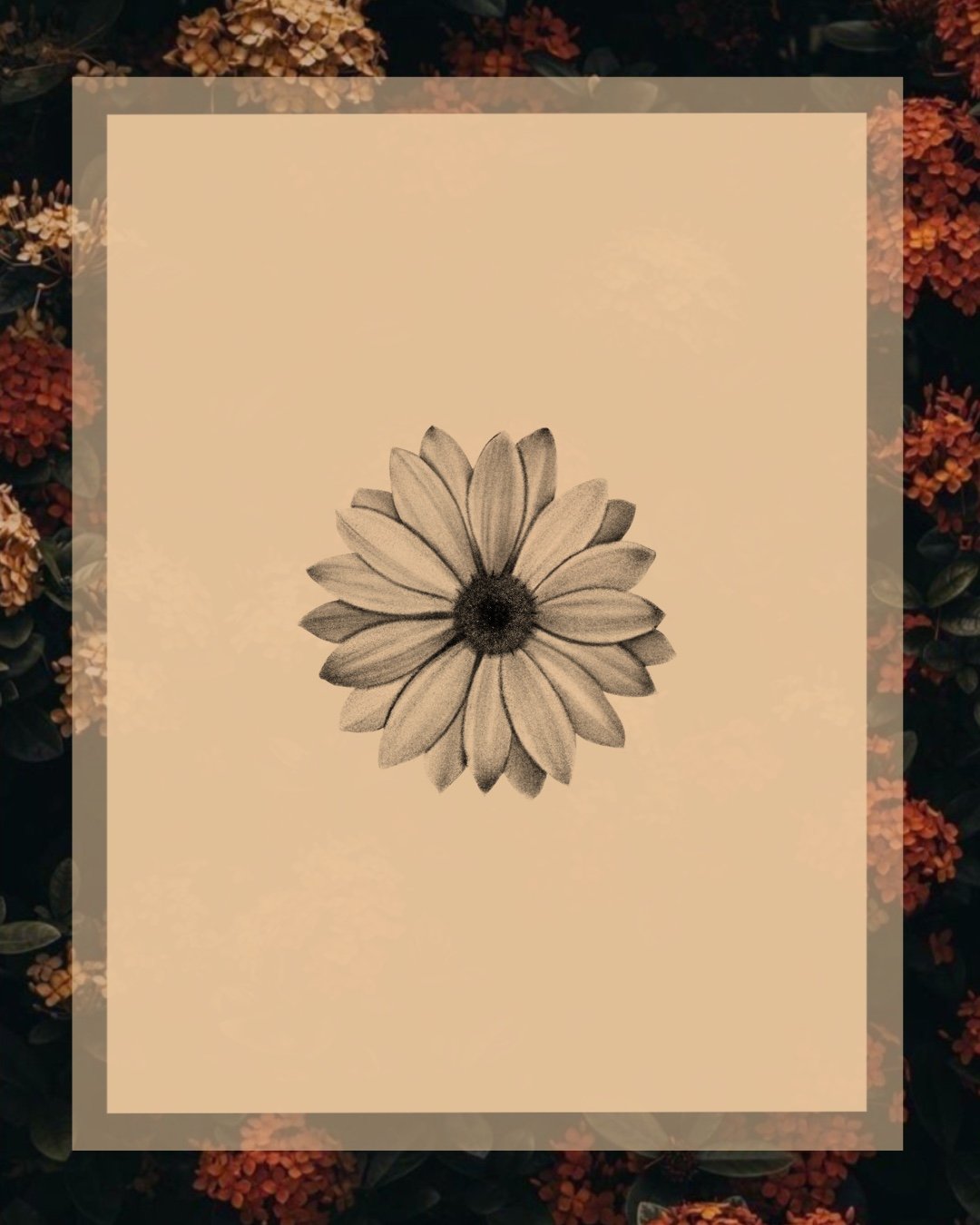 African daisy