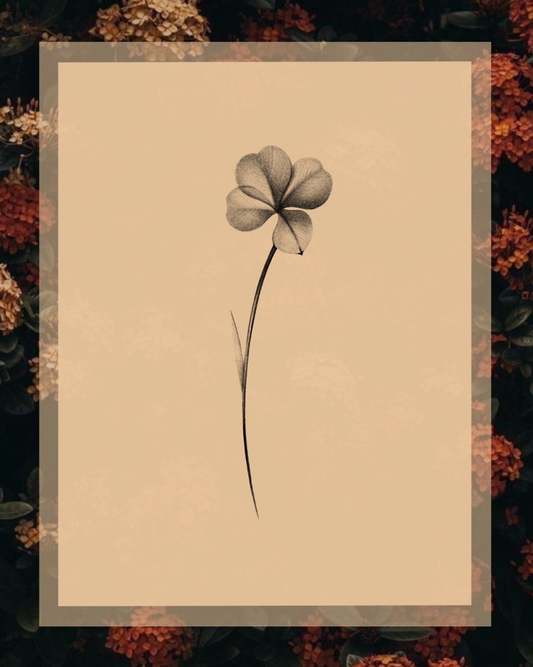 Lucky four-leaf clover