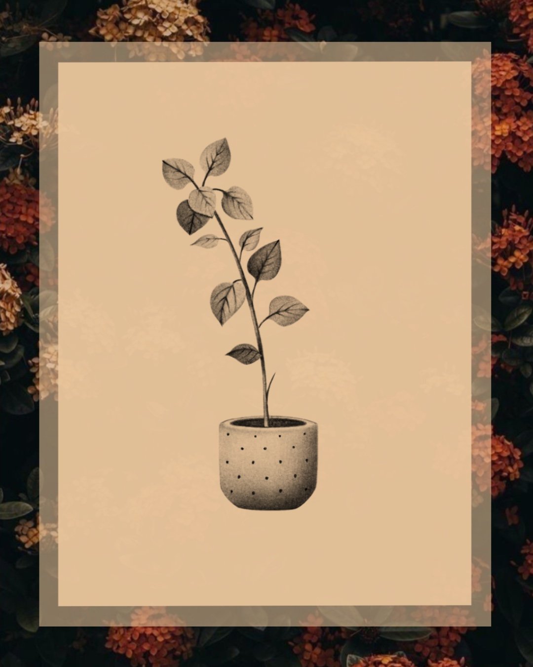 Oregano plant_160_10cm .jpg