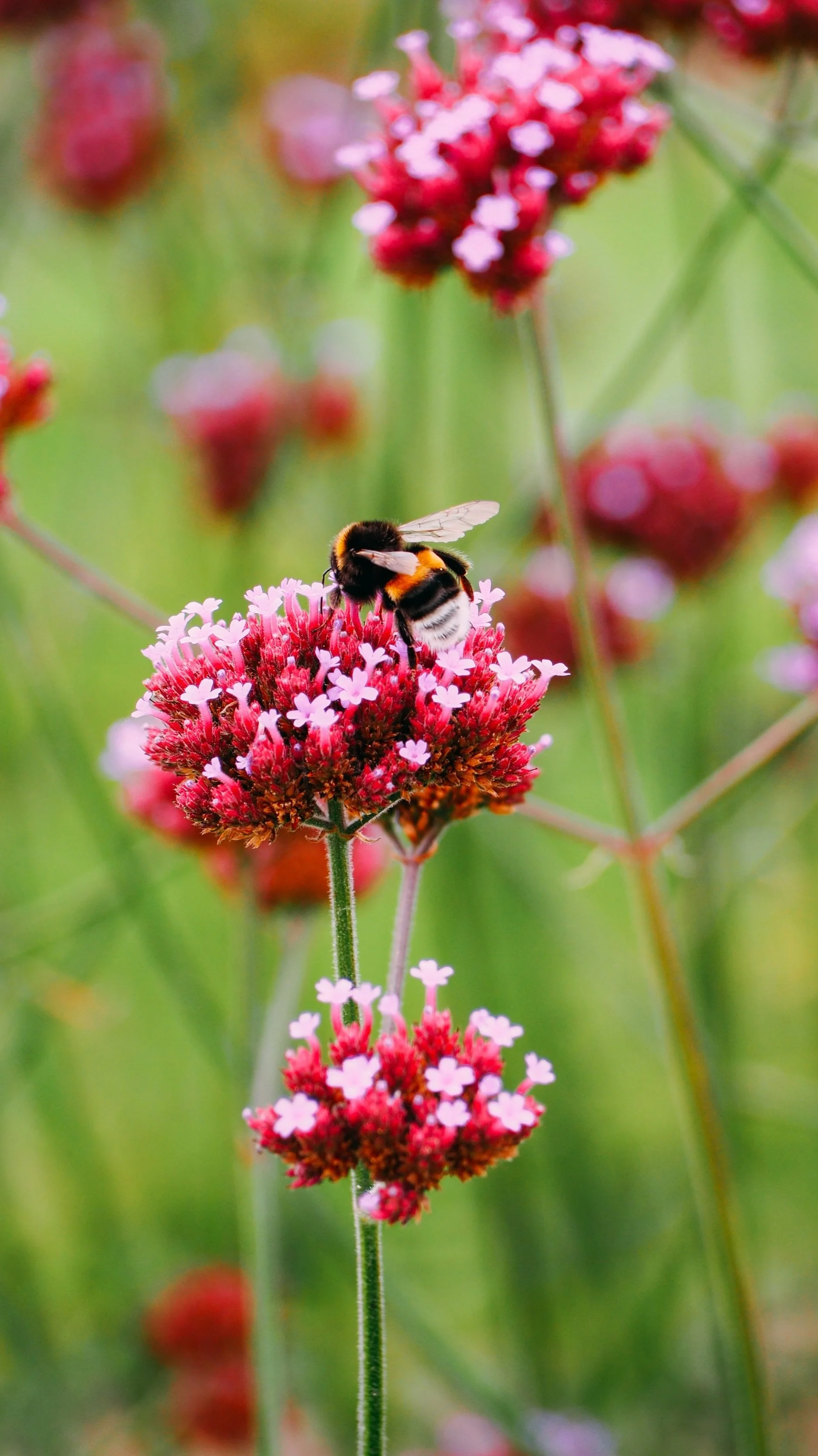 A pink flower with a been on it
