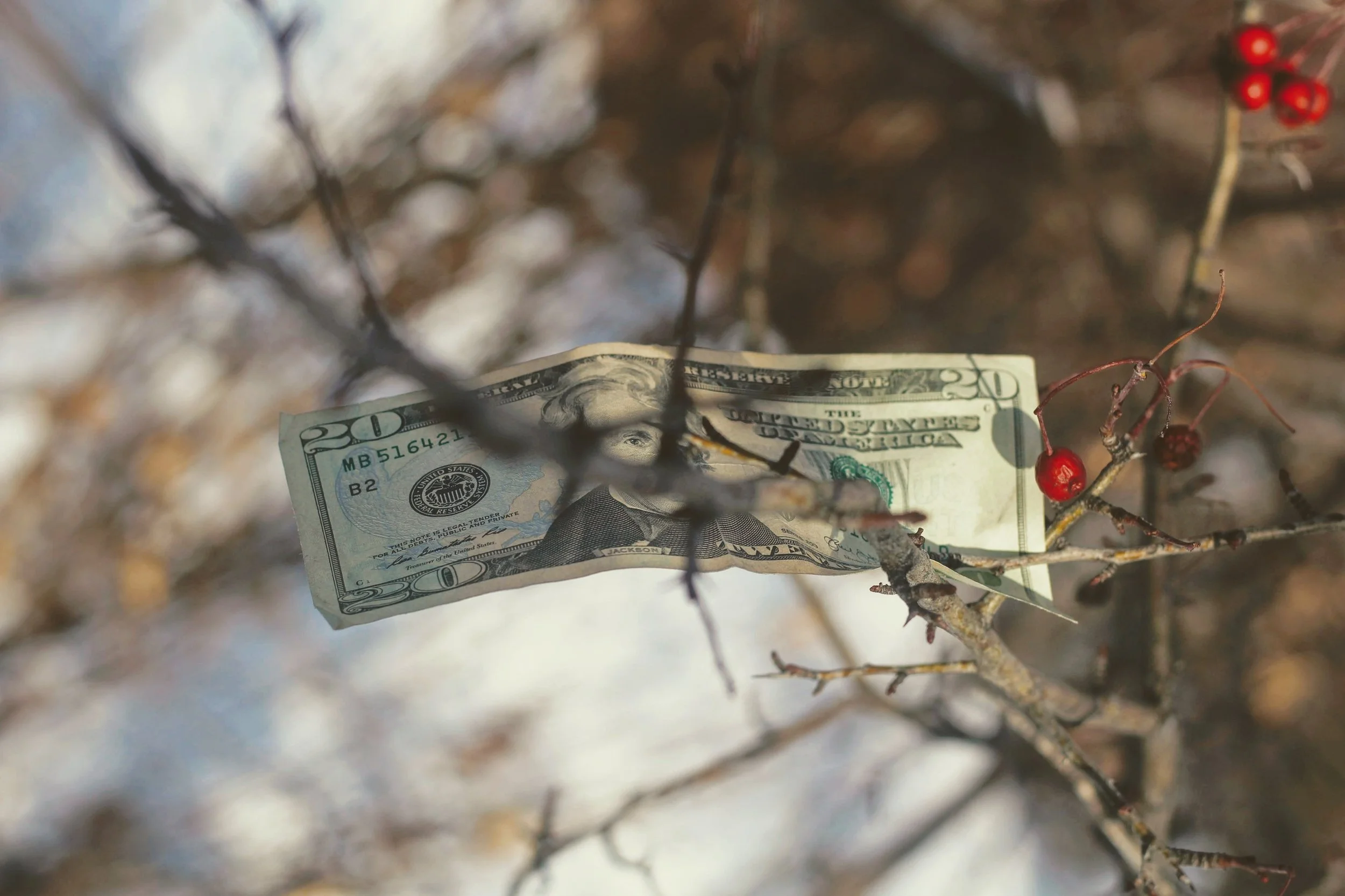 Twenty dollar bill caught in tree branches with red berries.