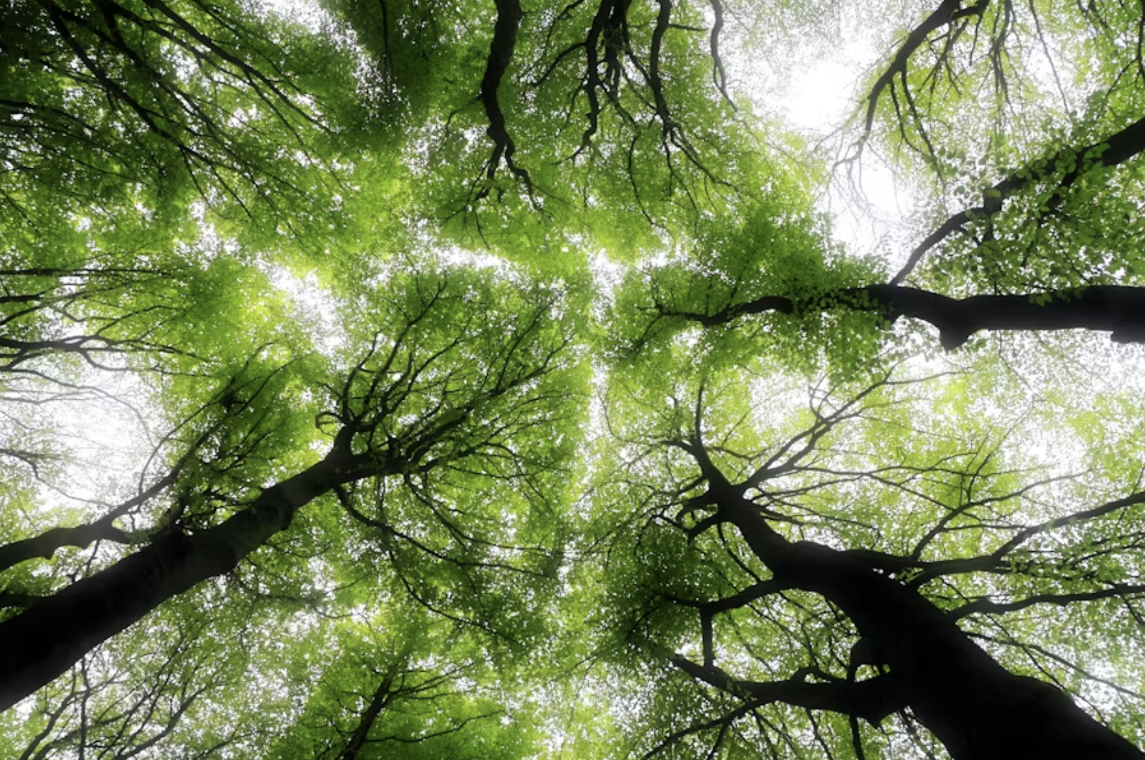 Spring Awakening: The Surprising Link Between Liver Health and Your Eyes