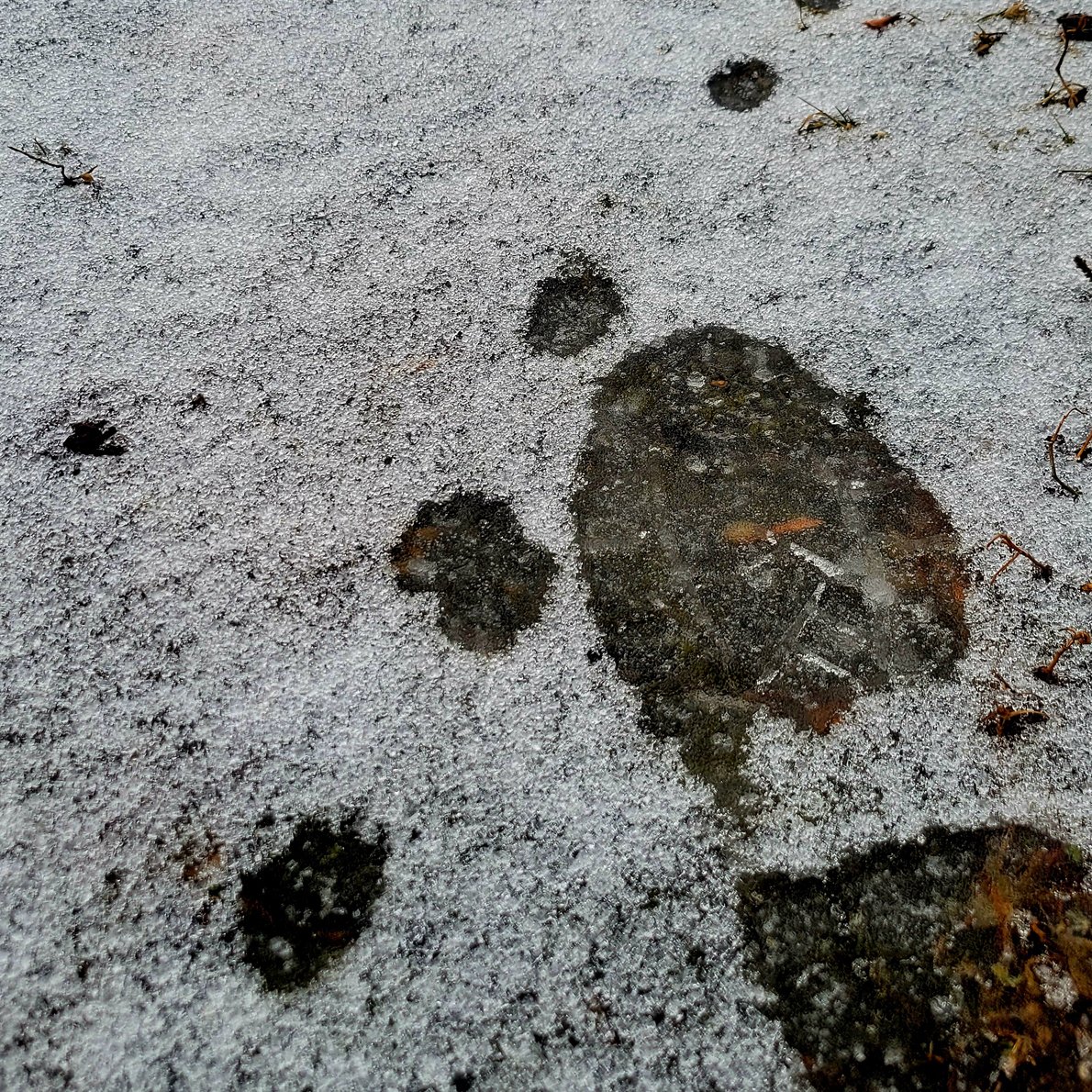 A day/what a day/dumb-dumb