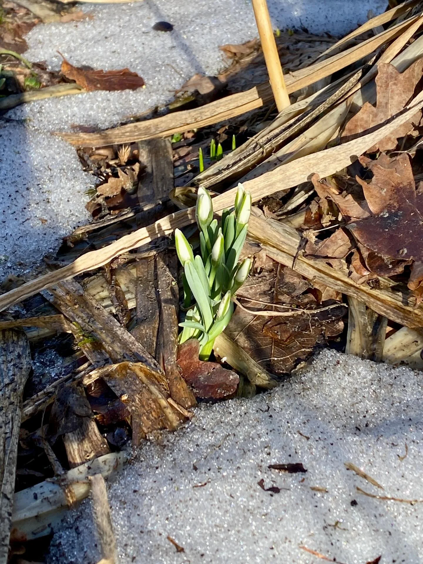First of March and both us and the snowdrops are emerging from the blanket of snow ☀️