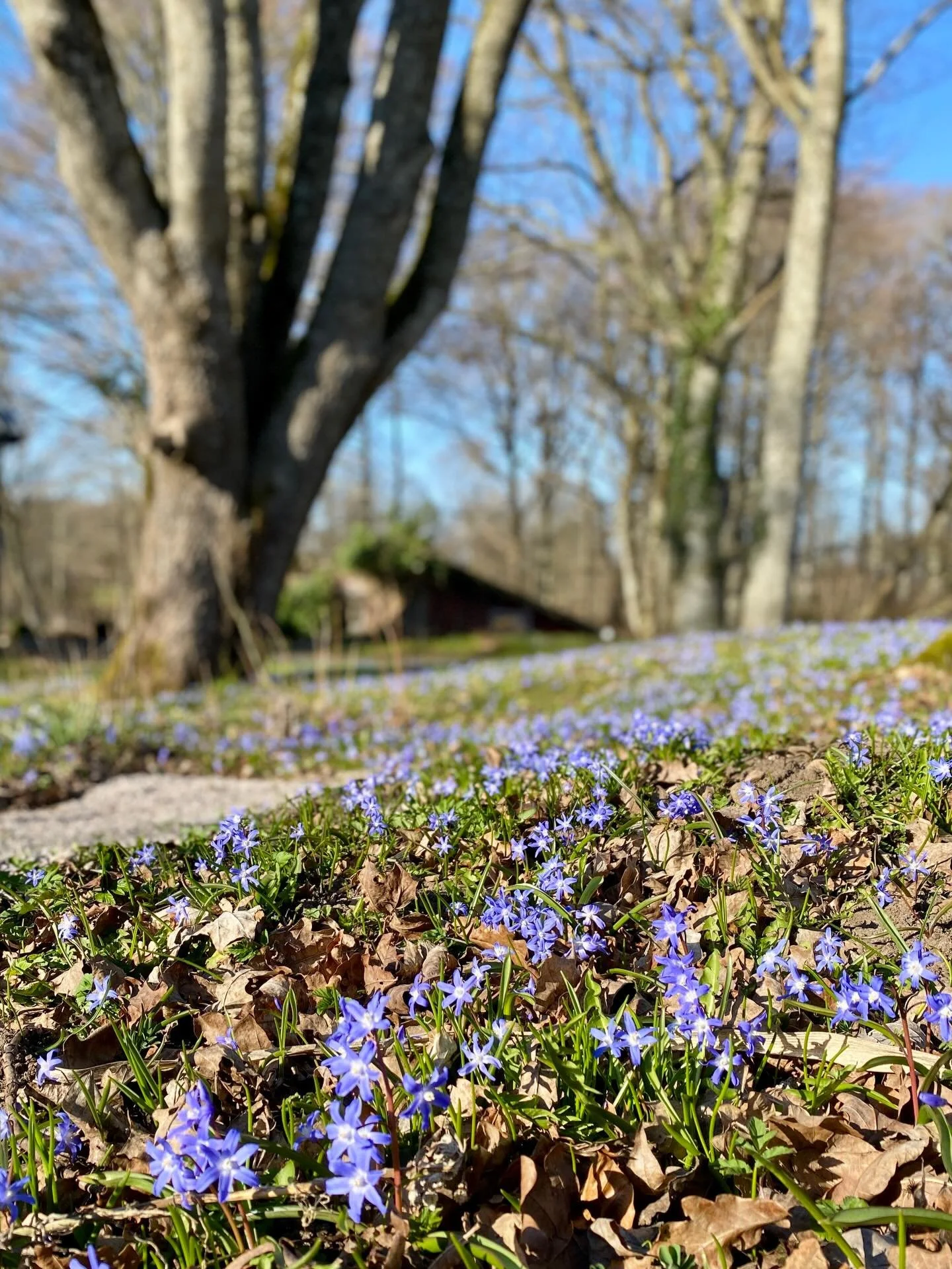 Feeling blue - I leave for the UK tomorrow and it&rsquo;s hard to tear myself away from all the beauty here (not to mention the to-do lists). On the other hand I get to see some pals and my family back home, but to be honest I&rsquo;d rather you all 