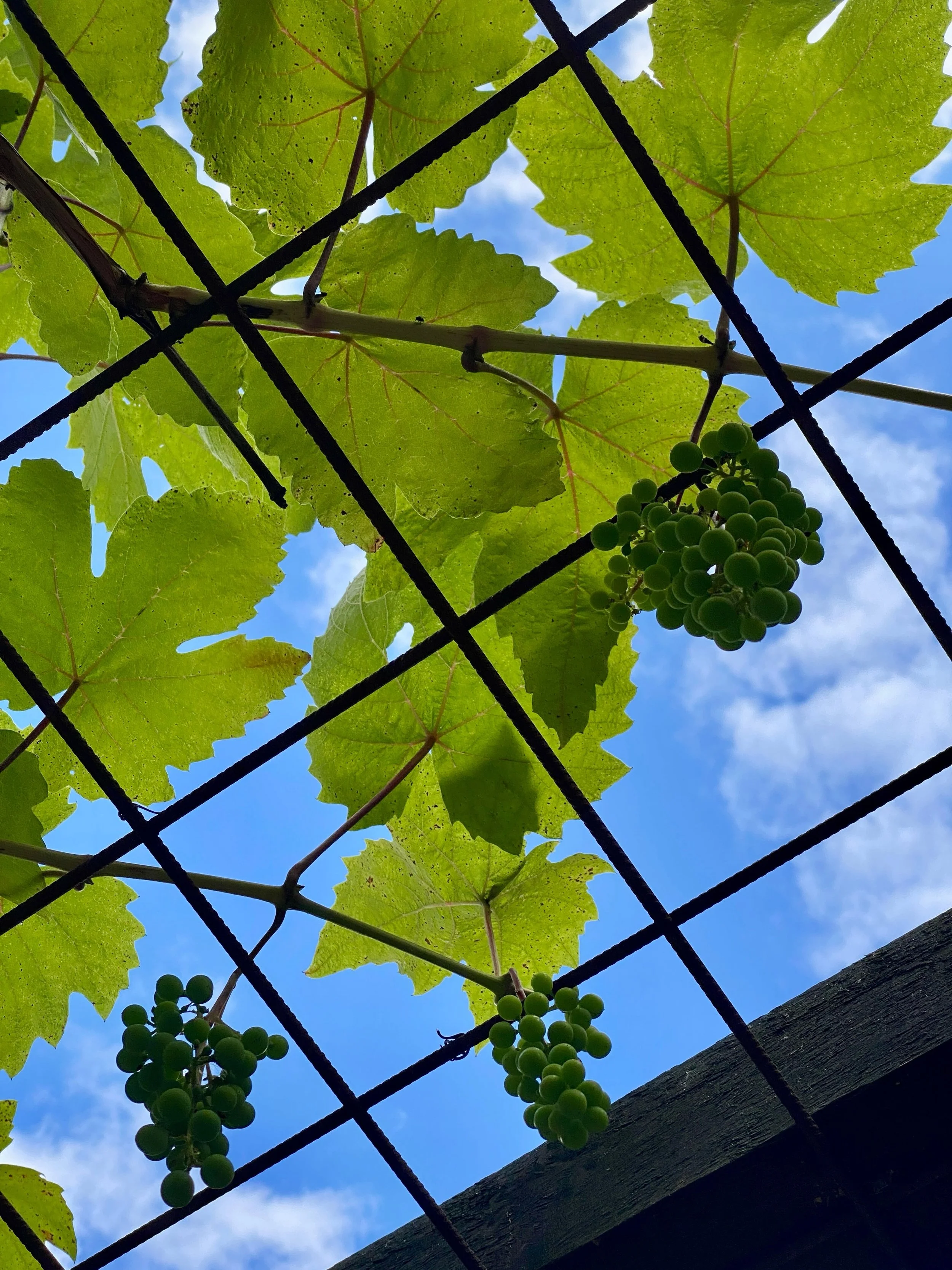 Making the most of a gap between retreats and Airbnb guests to prune the grapevine. Not sure we&rsquo;ll be producing our own wine just yet 😉
Inspired by a visit from our gardening pal, @wildrowan